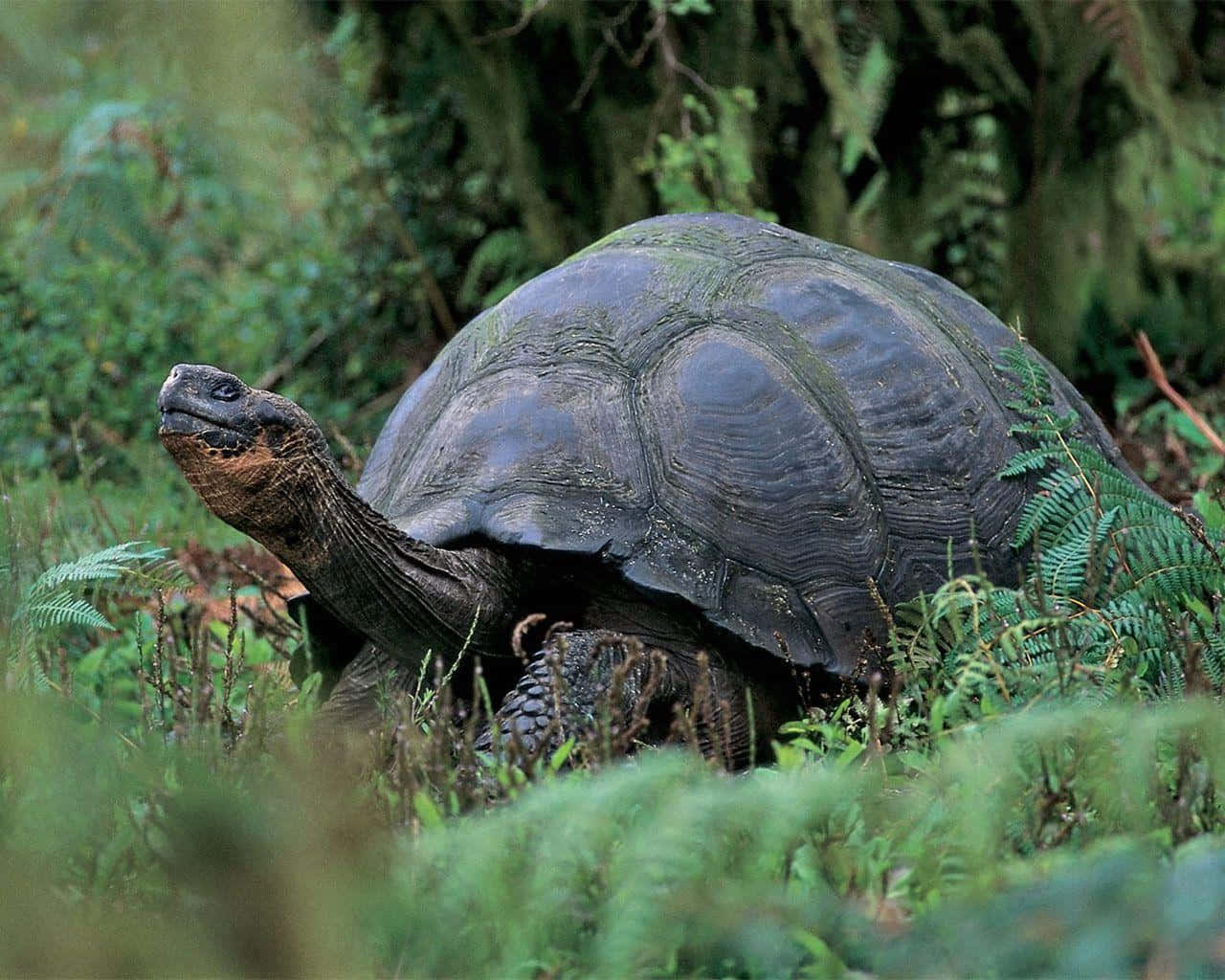 tortoise 桌布 壁紙 — 一隻巨型陸龜，帶有深色紋理龜殼，緩慢地穿過茂密的綠色蕨類植物和長滿苔蘚的森林地面。