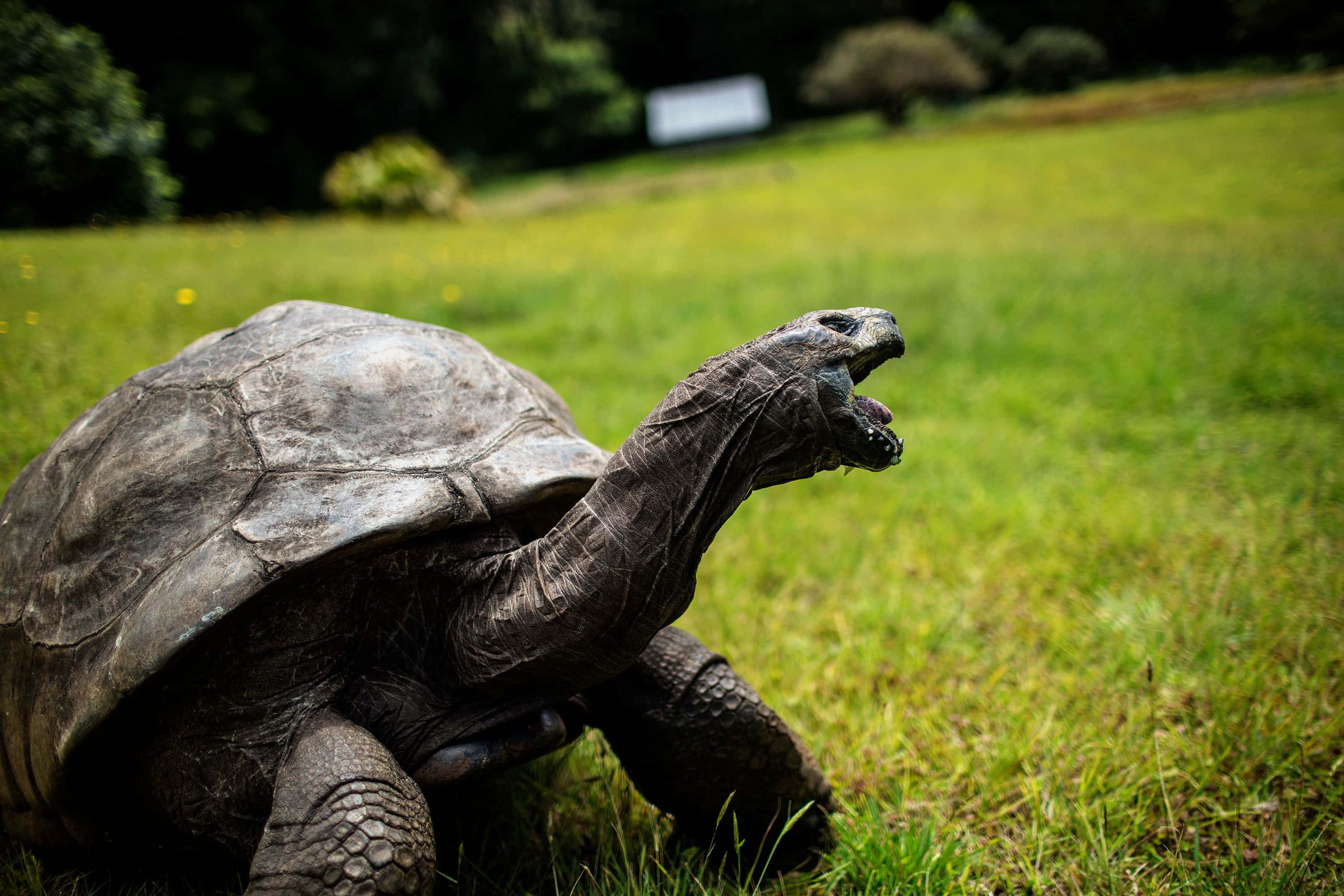 動物 桌布 壁紙 — 一隻巨型陸龜，帶有紋理的龜殼和伸長的脖子，在陽光明媚的綠色草地上緩慢行走。
