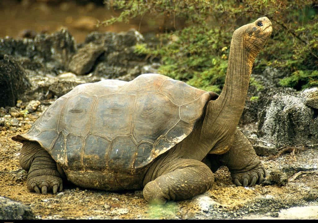 tortoise 桌布 壁紙 — 一隻巨型陸龜，帶有風化的龜殼和長頸，在岩石地形上休息，周圍環繞著綠色植物。