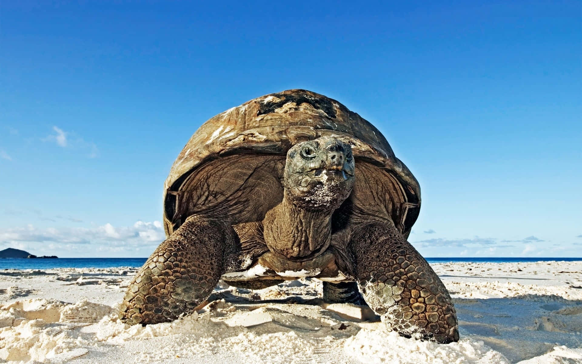 sea turtle 桌布 壁紙 — 一隻巨型陸龜從沙灘的沙中冒出，背景是晴朗的藍天和海洋。