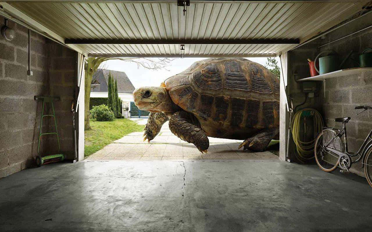 tortoise 桌布 壁紙 — 一隻巨型陸龜從郊區車庫踏出到混凝土小徑上，附近有一輛自行車和一把梯子。