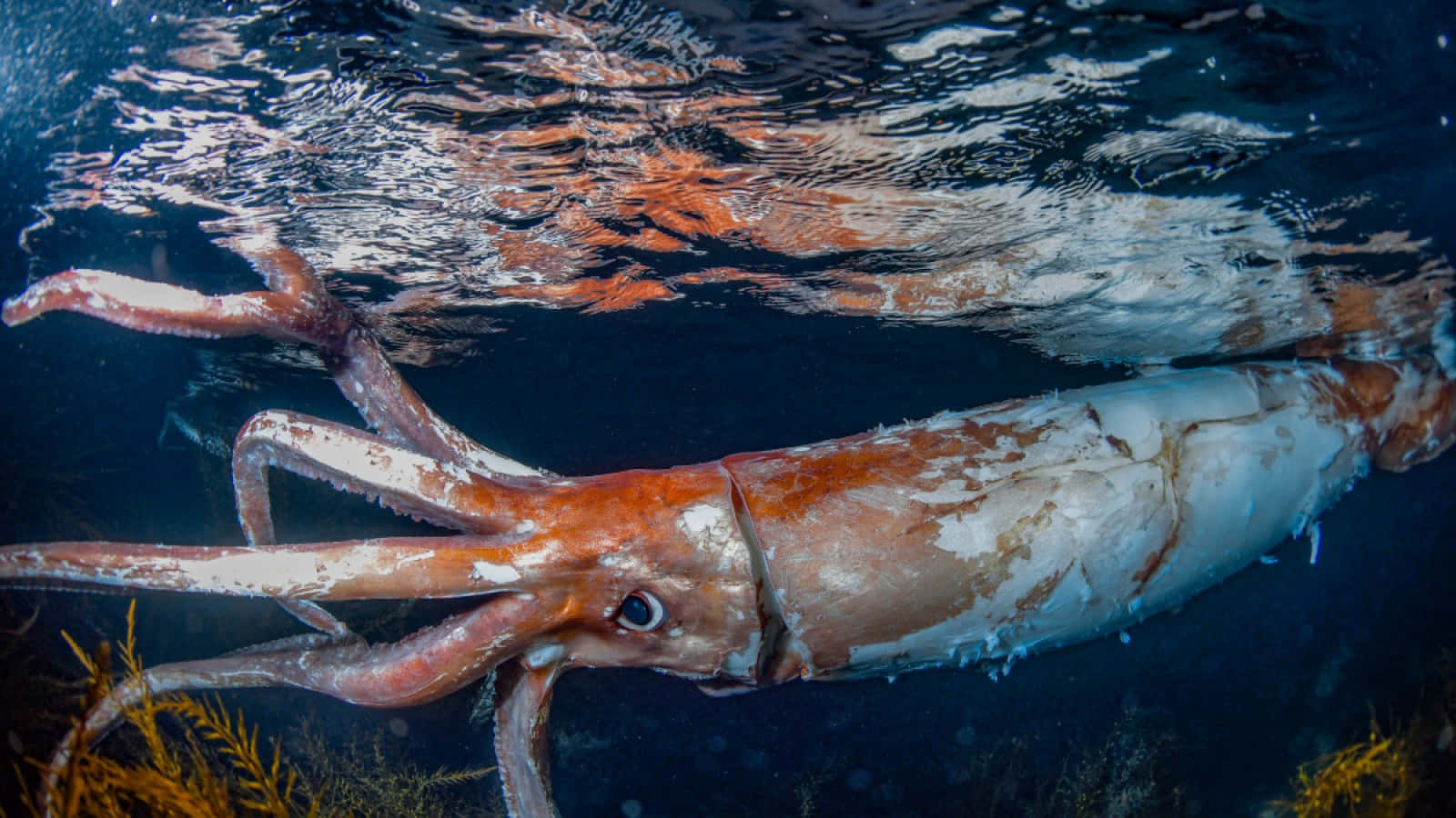 Giant Squid 桌布 壁紙 — 一隻巨型魷魚在水面附近優雅地滑行，陽光透過上方漣漪波紋過濾下來。