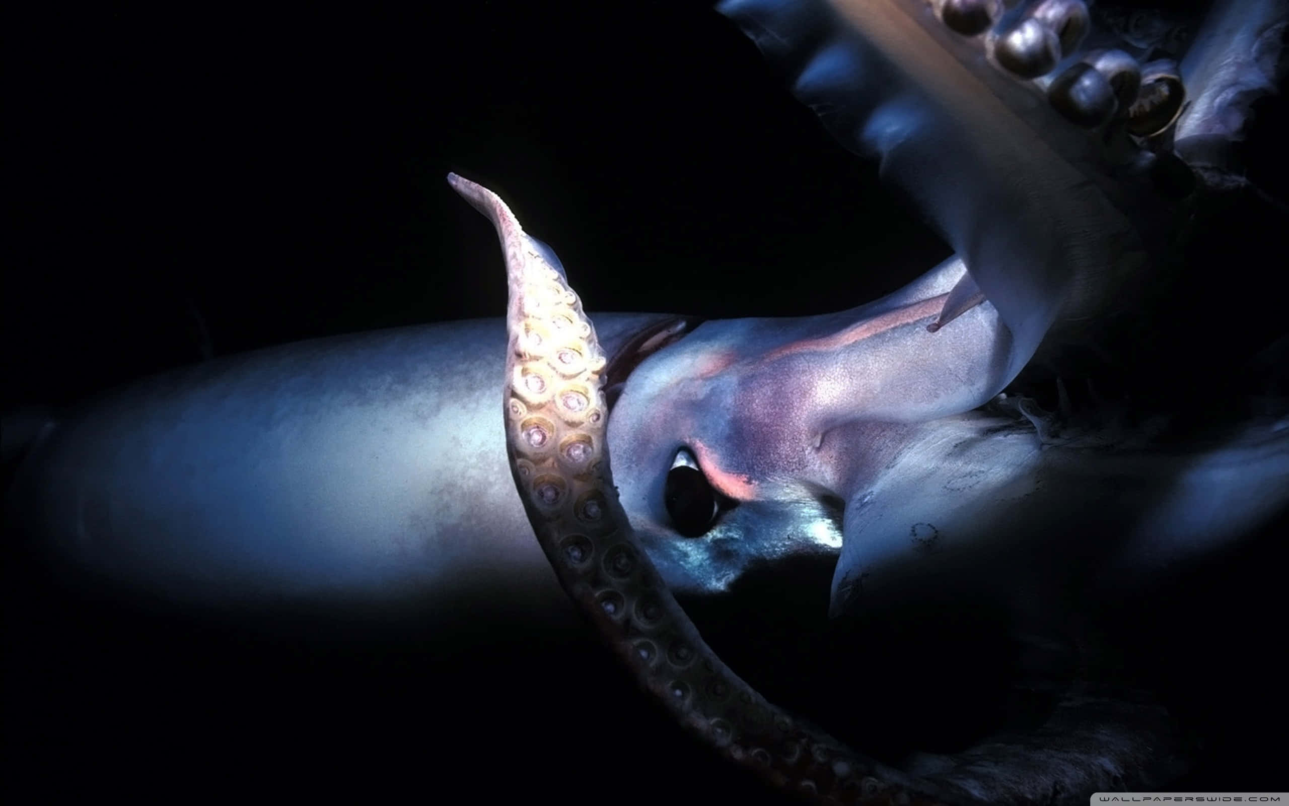 Giant Squid 桌布 壁紙 — 一隻巨型魷魚在深海的漆黑深淵中發出生物螢光的色調。