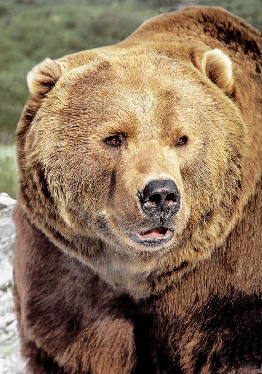 Brown Bears 桌布 壁紙 — 一隻巨大棕熊的近距離特寫，擁有濃密毛髮和銳利眼神，在自然環境中直視鏡頭。