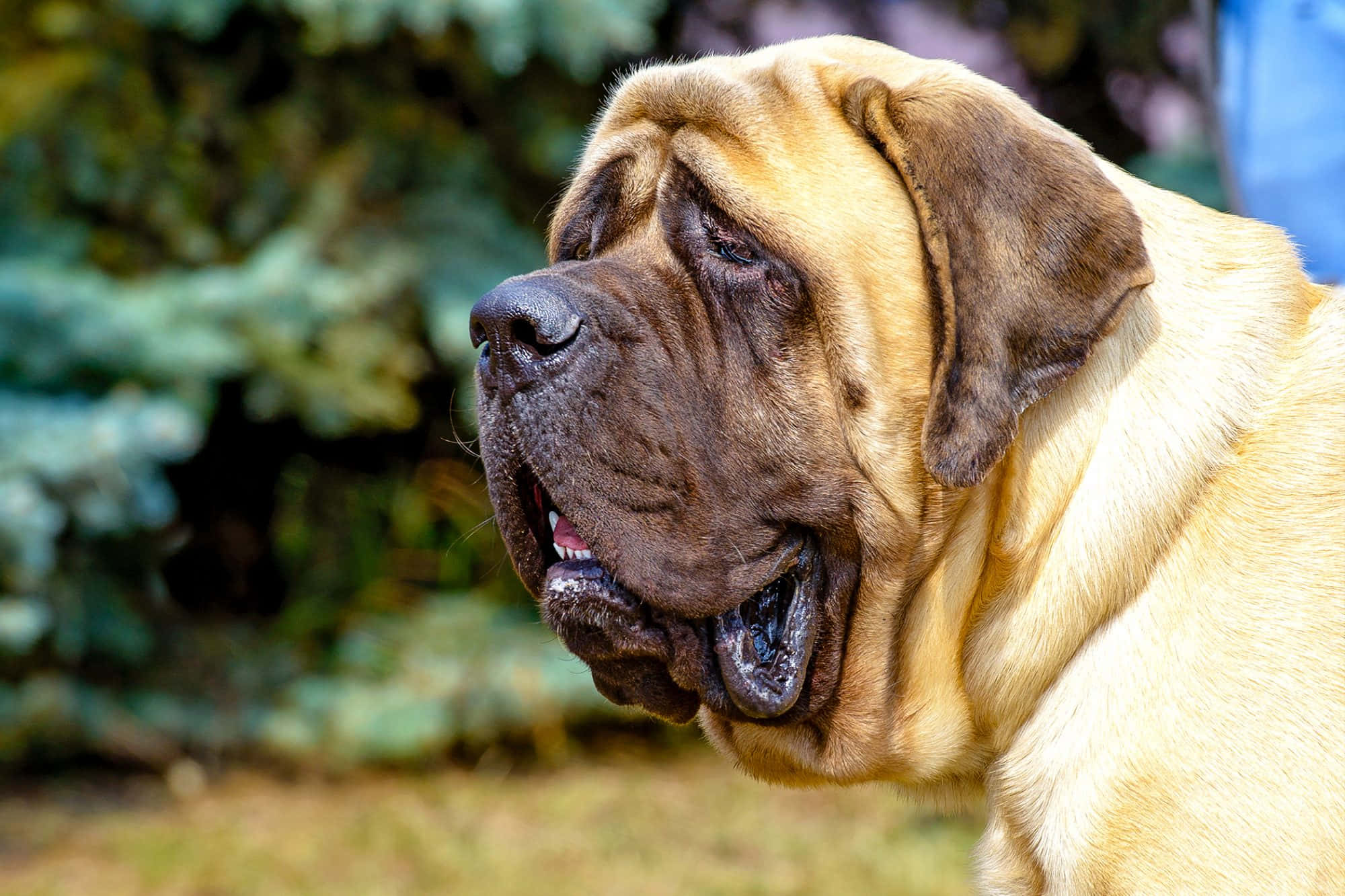 English Mastiff 桌布 壁紙 — 一隻巨大淺黃褐色獒犬的近距離特寫，臉部皺紋明顯，下頜下垂，在戶外若有所思地凝視。