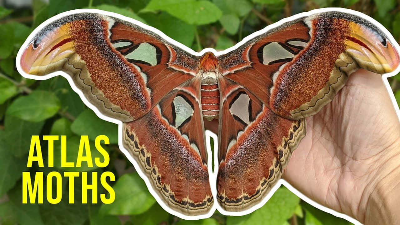moth 桌布 壁紙 — 一隻巨大的亞特拉斯蛾，帶有複雜的棕色、橙色和白色翅膀，輕輕地停在一隻人手上，背景是茂密的綠色樹葉。