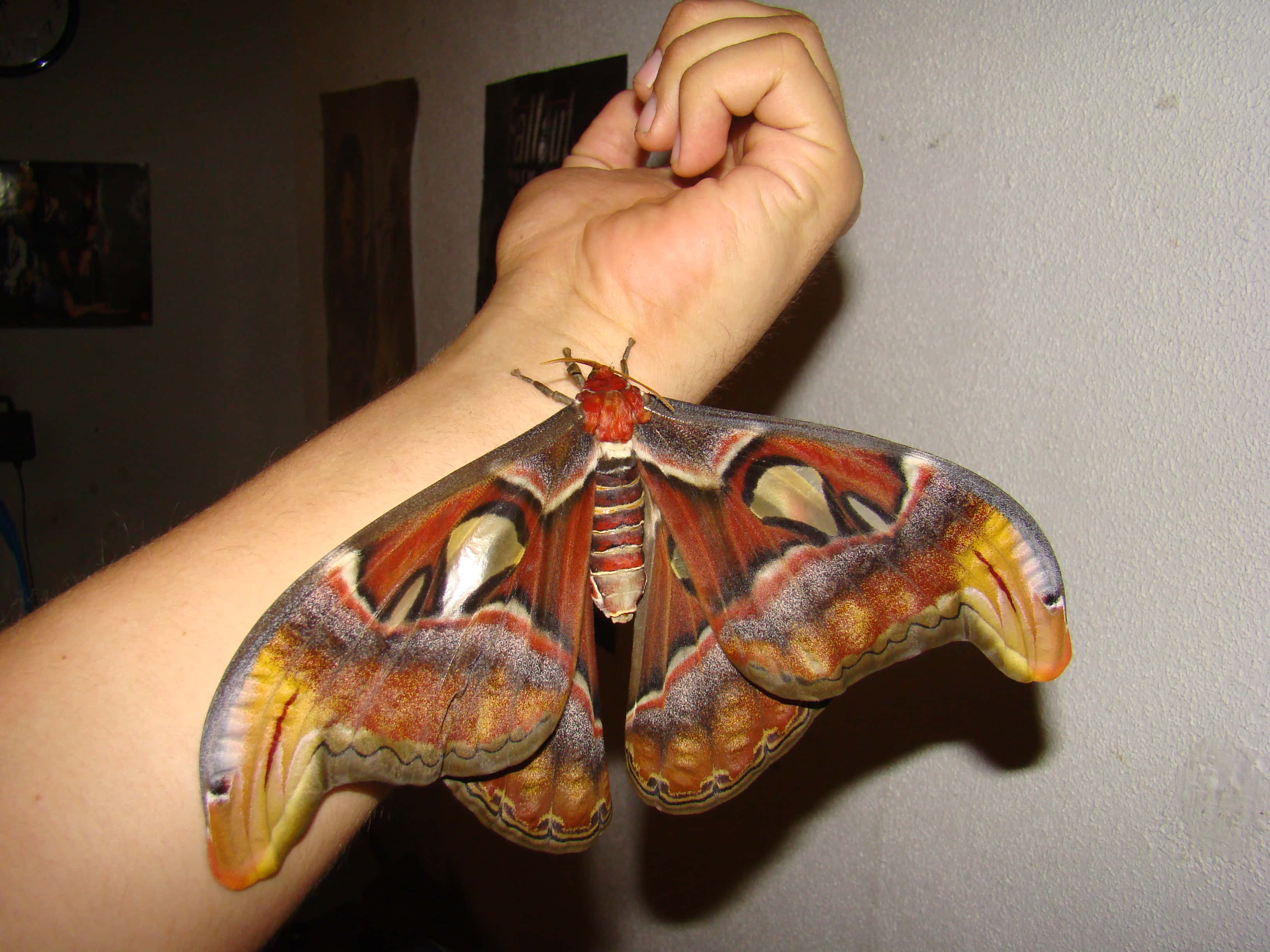 moth 桌布 壁紙 — 一隻巨大的亞特拉斯蛾，帶有鮮豔的橙色、黃色和棕色翅膀，輕輕地停在室內一個人伸出的手臂上。