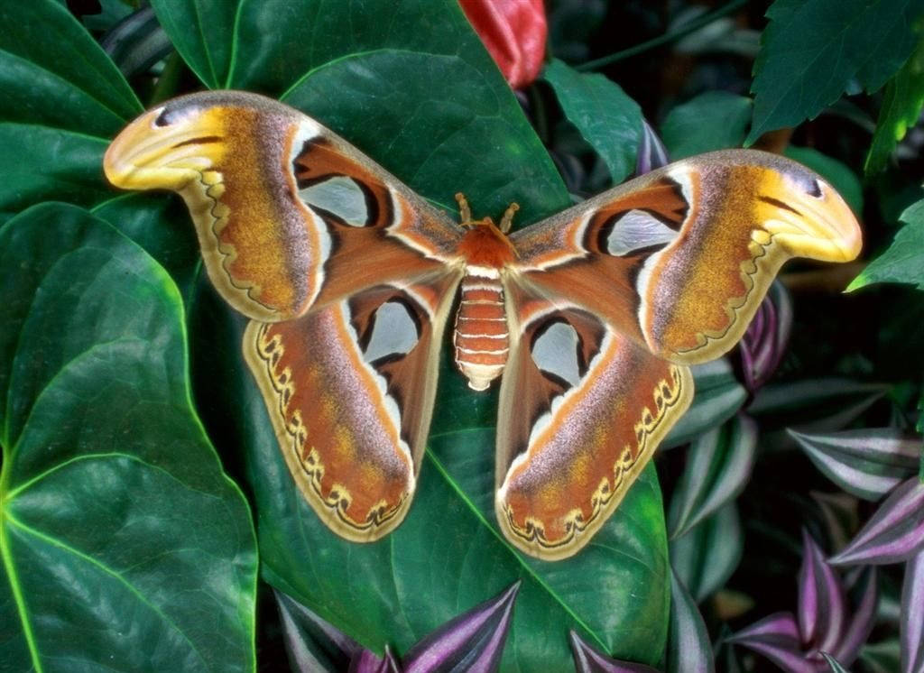 moth 桌布 壁紙 — 一隻巨大的亞特蘭蒂斯蛾，帶有複雜的棕色、黃色和白色翅膀，棲息在茂密的綠色葉子上，背景有紫色葉子。
