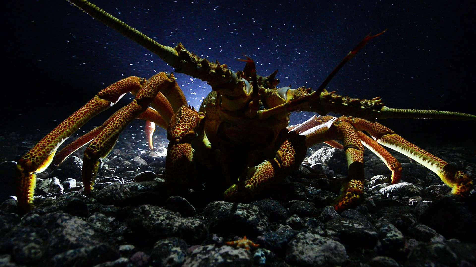 Lobster 桌布 壁紙 — 一隻巨大的多刺龍蝦被聚光燈照亮，在繁星點點的夜空下爬過黑色的火山岩。