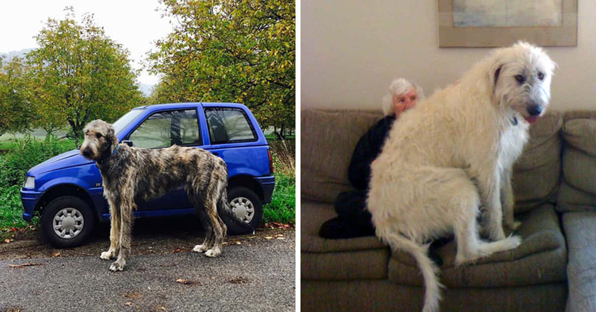 Big Dog 桌布 壁紙 — 一隻巨大的愛爾蘭獵狼犬站在戶外藍色汽車旁邊，並在室內坐在沙發上，身後有一個人。