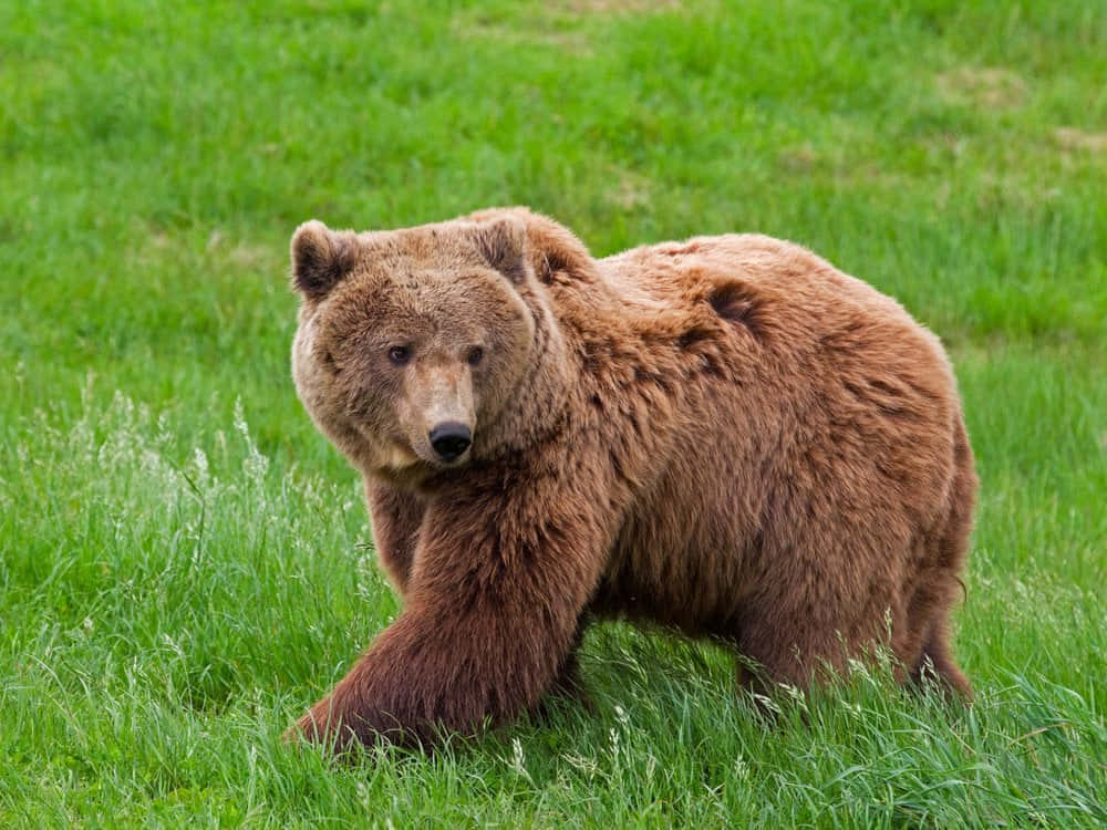 Brown Bears 桌布 壁紙 — 一隻巨大的棕熊在充滿活力的綠草中大步前行，帶著強烈的專注和威嚴的氣勢。