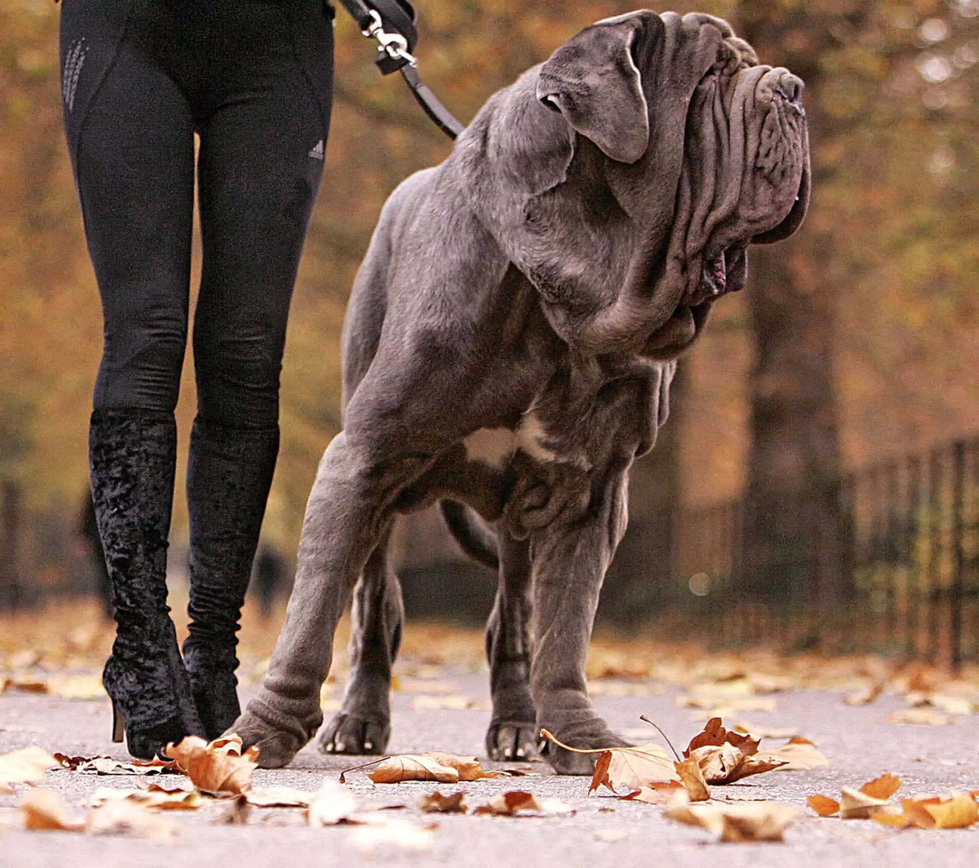 狗 桌布 壁紙 — 一隻巨大的皺皮拿坡里獒犬，在鋪滿落葉的小徑上，與一位穿著黑色緊身褲和靴子的人並肩而行。