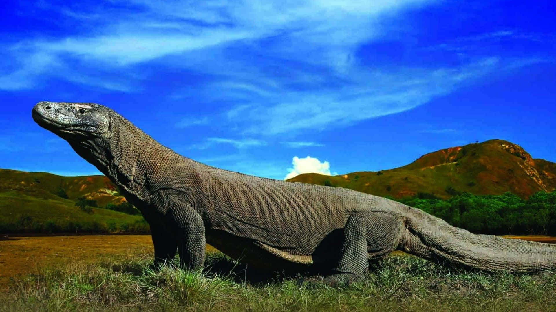 Komodo Dragon 桌布 壁紙 — 一隻巨大的科摩多龍在陽光照耀的草地上警覺地站著，背後是起伏的丘陵和鮮豔的藍天。