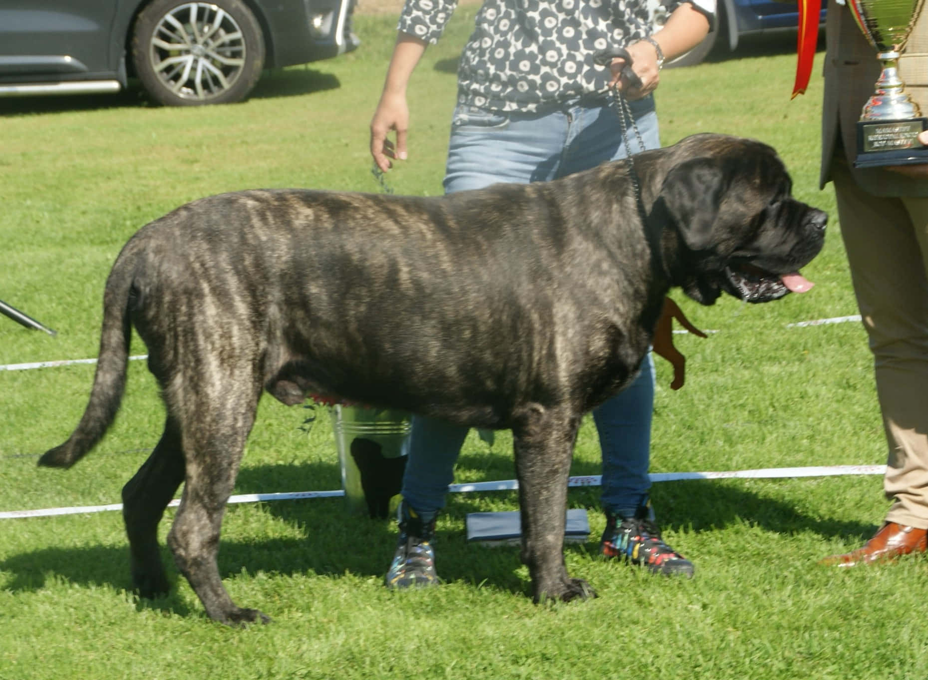 English Mastiff 桌布 壁紙 — 一隻巨大的虎斑獒犬在狗展的草地上自豪地站立，附近有馴犬師手持獎盃。