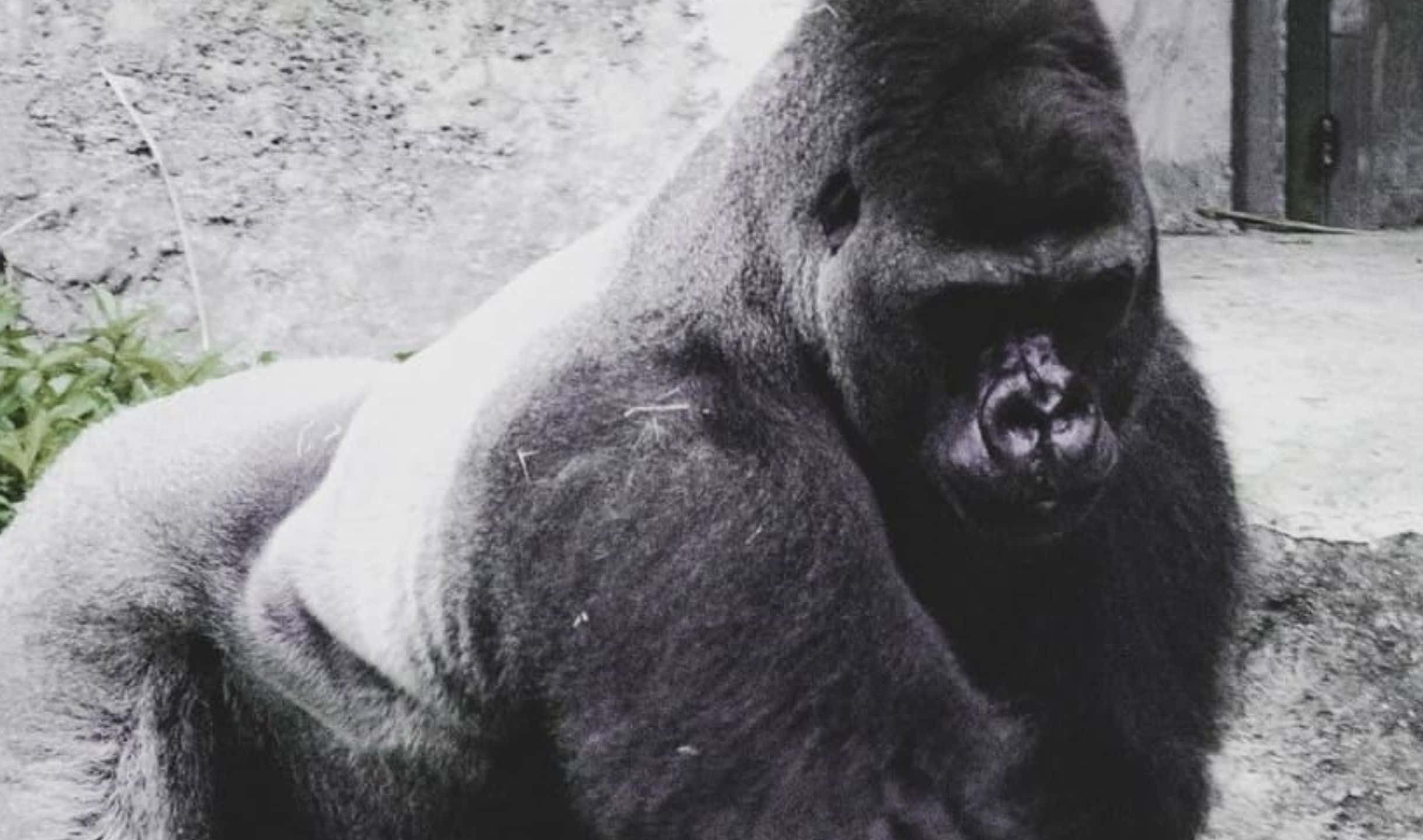 2440x1440 Gorilla 桌布 壁紙 — 一隻巨大的銀背大猩猩平靜地坐在混凝土圍欄內，身後是風化的牆壁和稀疏的綠色植物。