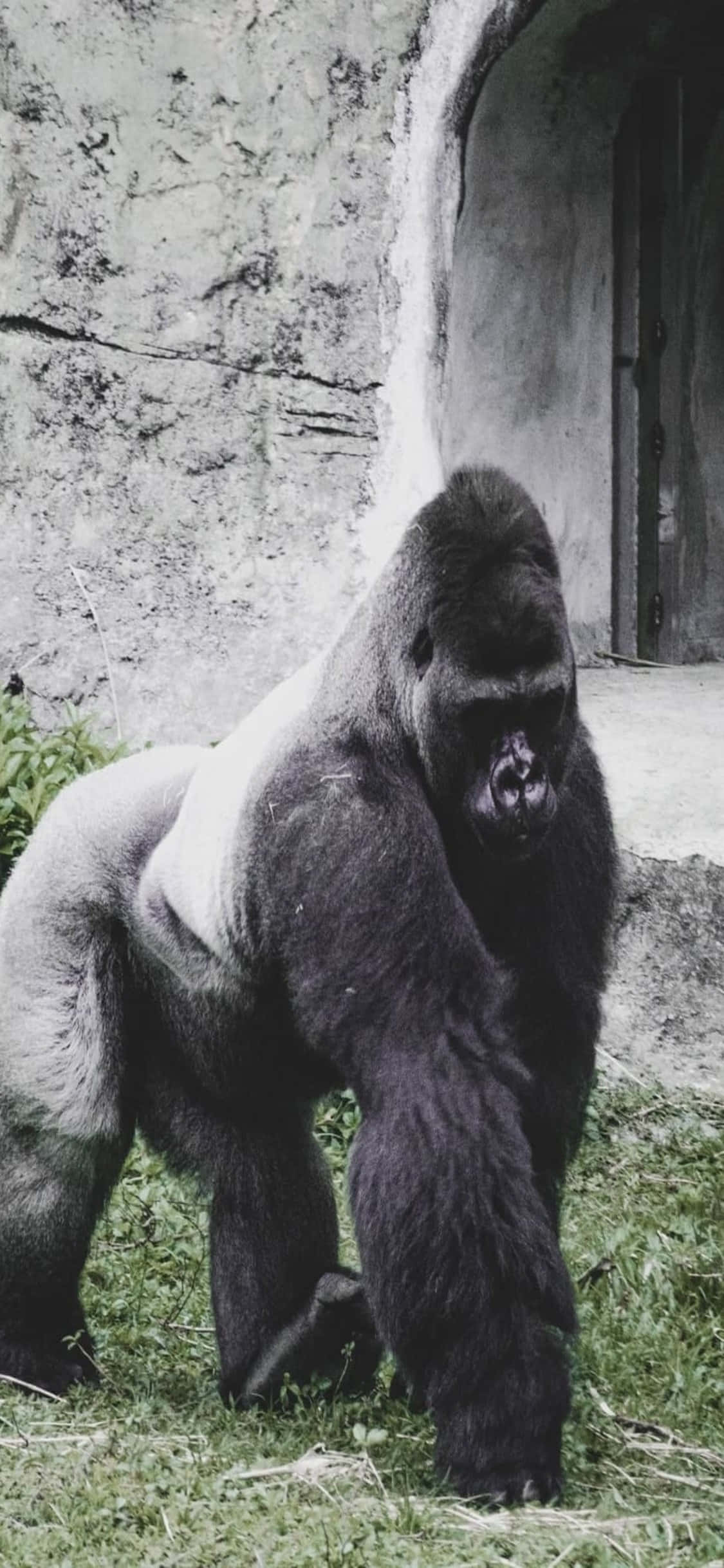 iPhone X Gorilla 桌布 壁紙 — 一隻巨大的銀背大猩猩強而有力地站在草地上，靠近一道有黑暗門口的石牆後面。