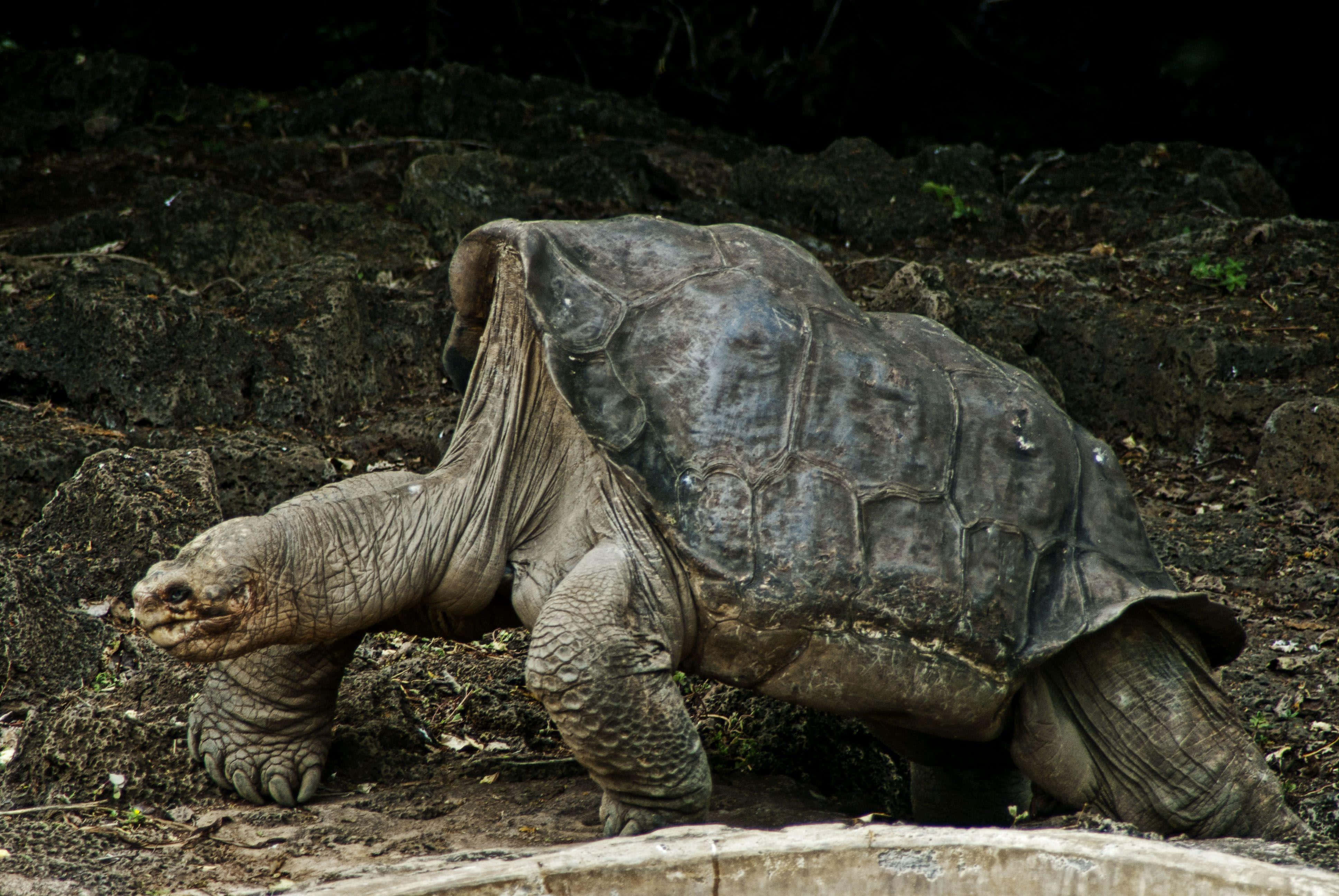 tortoise 桌布 壁紙 — 一隻巨大的陸龜，皮膚灰白起皺，龜殼飽經風霜，在岩石和泥土的地形上緩慢行走。