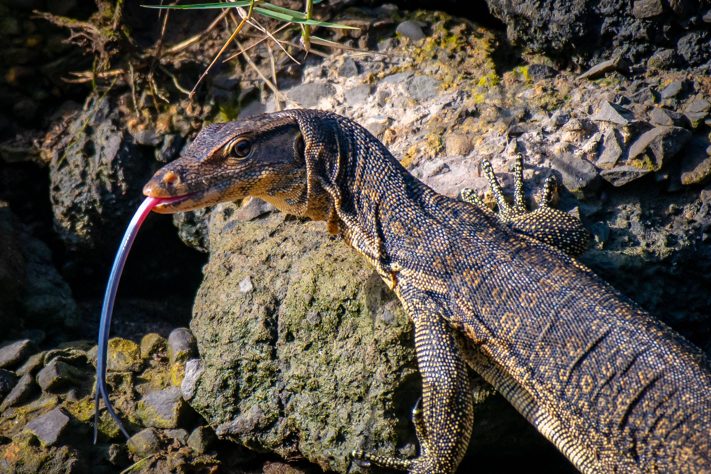 reptile 桌布 壁紙 — 一隻巨蜥在明亮的陽光下棲息在長滿苔蘚的岩石上，長長的粉紅色舌頭從嘴裡伸出。