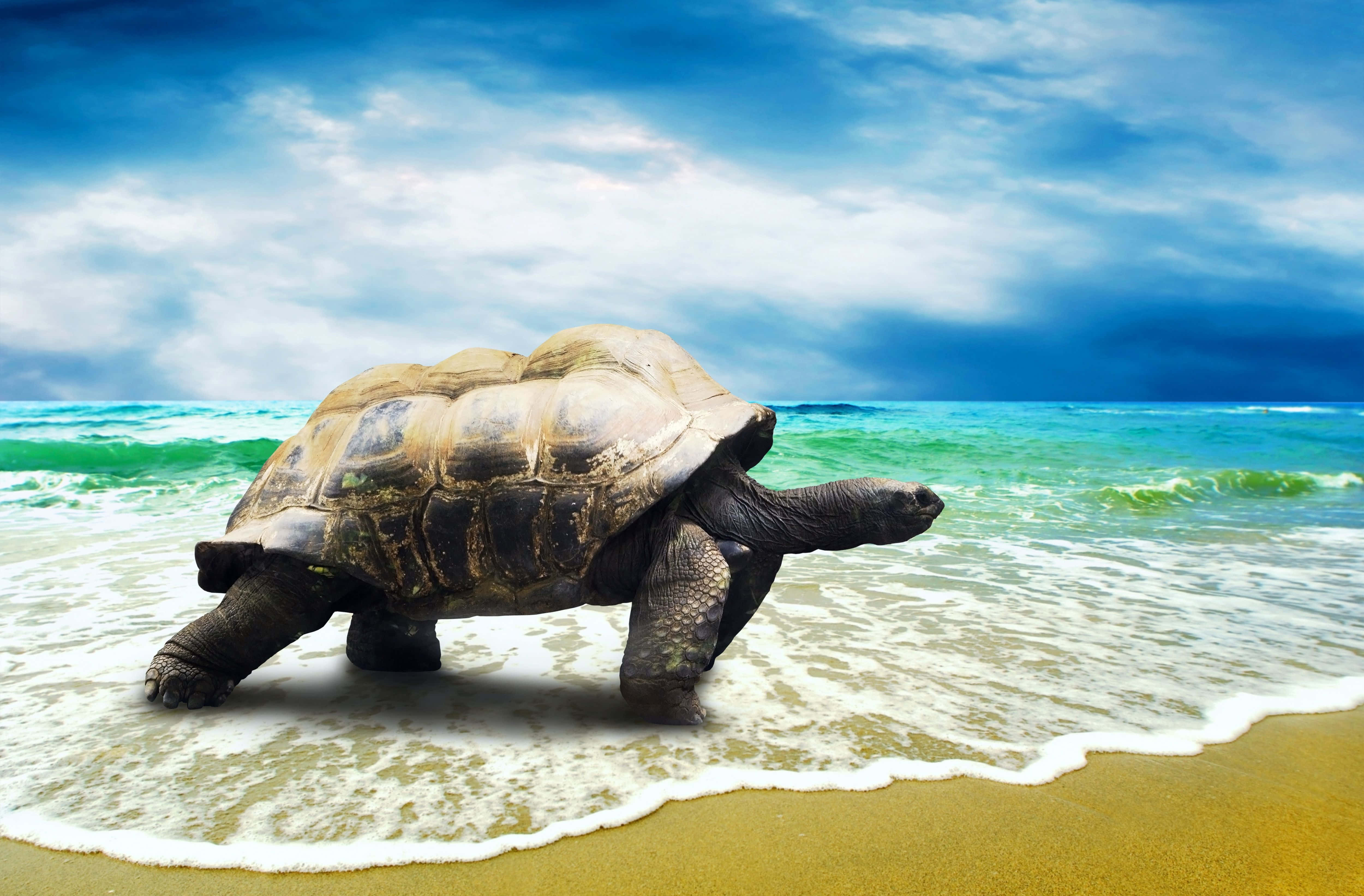 Turtle 桌布 壁紙 — 一隻巨龜在戲劇性的多雲天空下，緩慢地走過金色沙灘上泡沫翻騰的海浪。