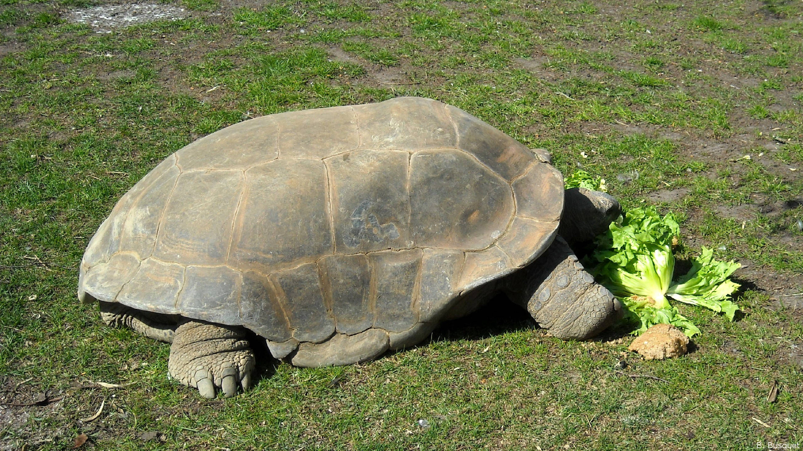 animal kingdom 桌布 壁紙 — 一隻巨龜在陽光明媚的草地上吃新鮮的綠色生菜，草地上有泥土斑塊。