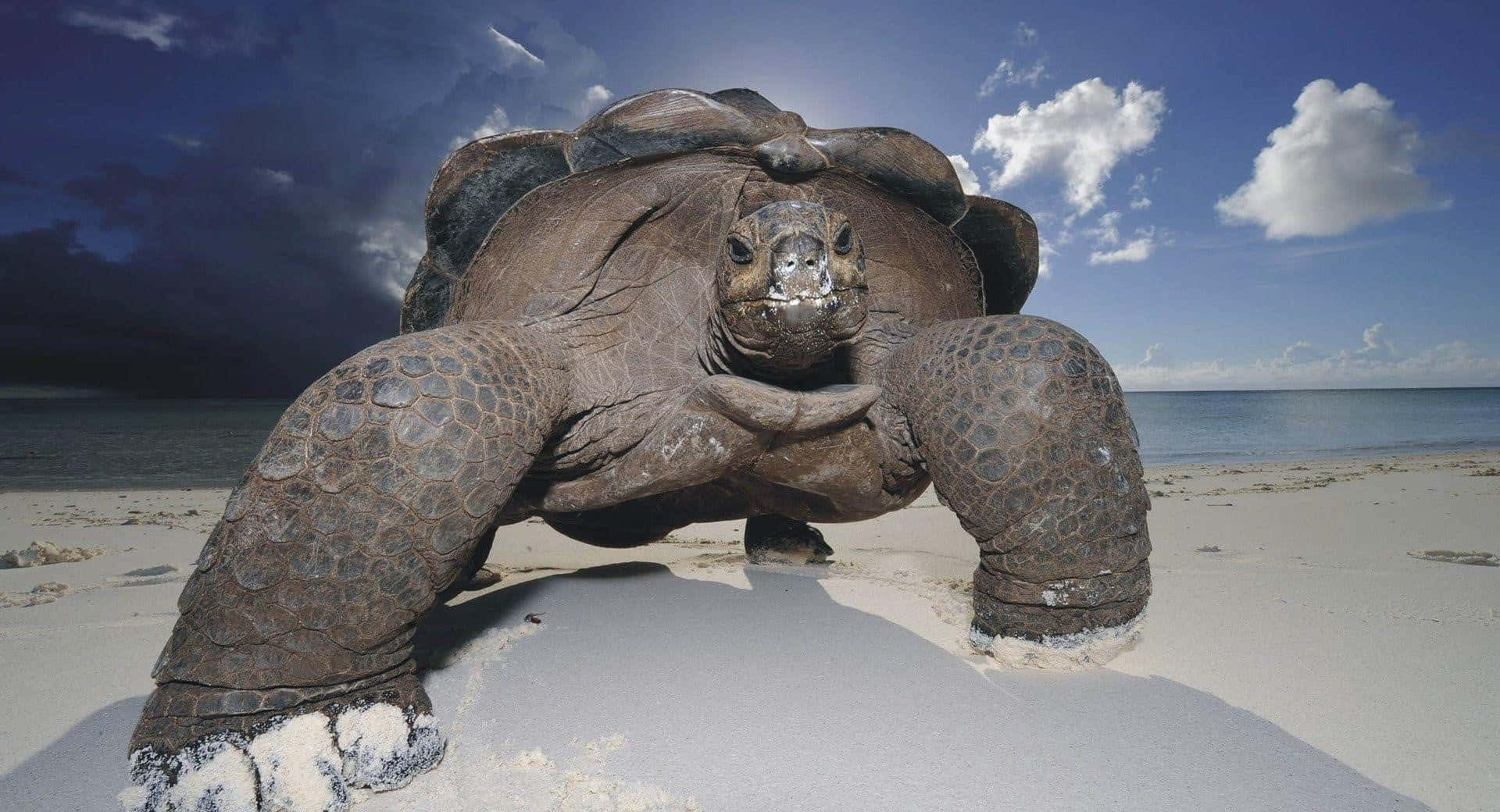 tortoise 桌布 壁紙 — 一隻巨龜雄偉地站在陽光明媚的海灘上，背後是海洋和戲劇性的天空。