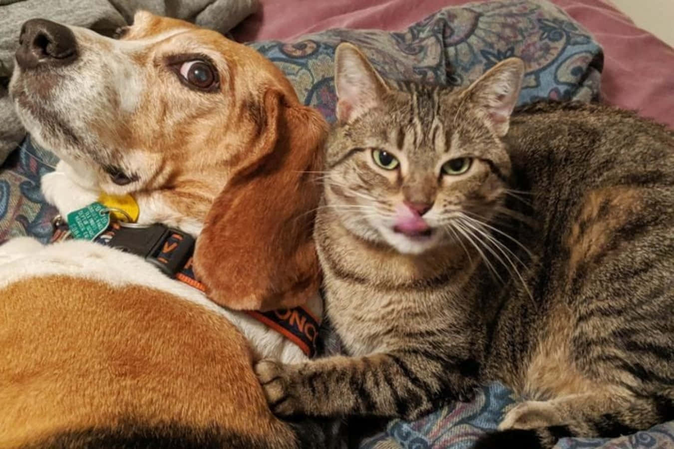 動物 桌布 壁紙 — 一隻巴吉度獵犬和虎斑貓在花紋毯子上依偎在一起，貓咪舔著自己的鼻子。