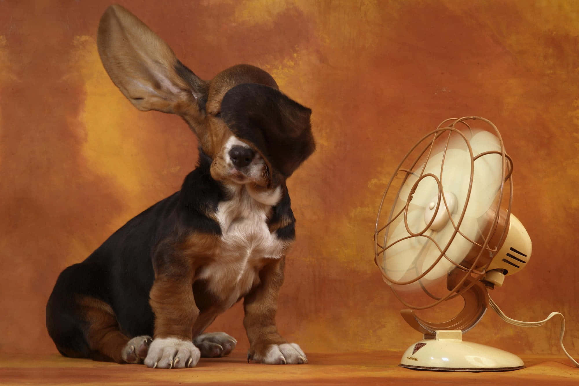 Funny Cute Animals 桌布 壁紙 — 一隻巴吉度獵犬幼犬坐在復古奶油色風扇旁邊，背景是溫暖的紋理橙色。