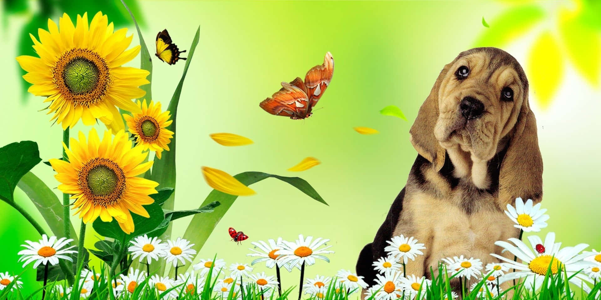 Aesthetic Dog 桌布 壁紙 — 一隻巴吉度獵犬幼犬坐在陽光明媚的草地上，周圍環繞著向日葵、雛菊和翩翩起舞的蝴蝶。
