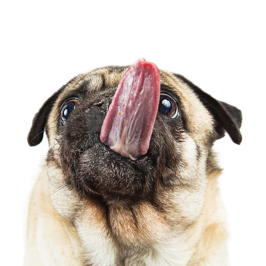 sticking tongue out 桌布 壁紙 — 一隻巴哥犬伸出舌頭，以純白背景拍攝的特寫。