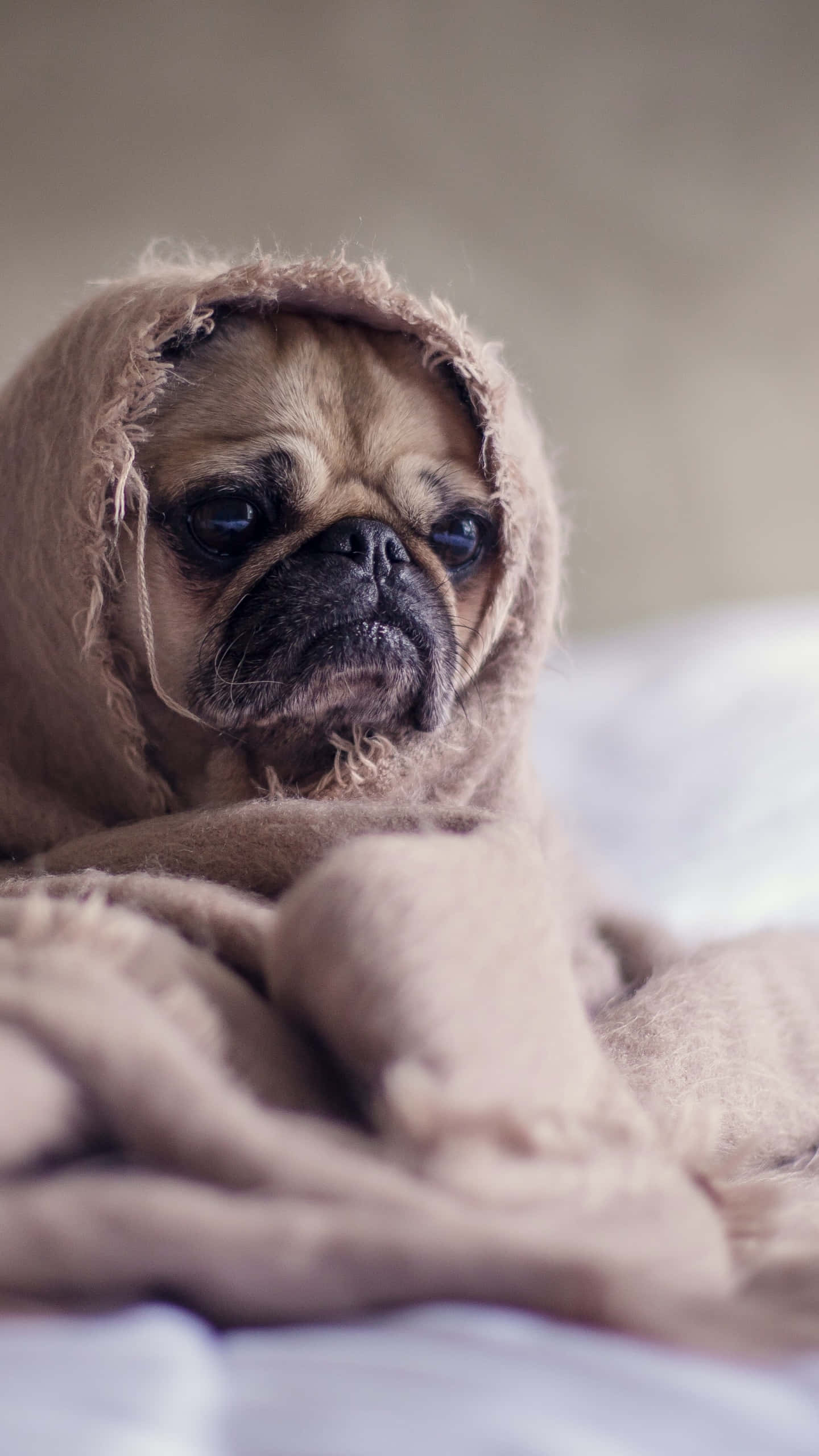 Pug 桌布 壁紙 — 一隻巴哥犬包裹在舒適的棕色毯子裡，用大大的悲傷眼睛直視鏡頭。