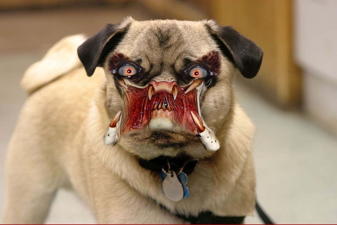 Funny Dog 桌布 壁紙 — 一隻巴哥犬化著怪誕的殭屍妝，有血紅的眼睛、尖牙和撕裂的嘴巴，正專注地盯著鏡頭。
