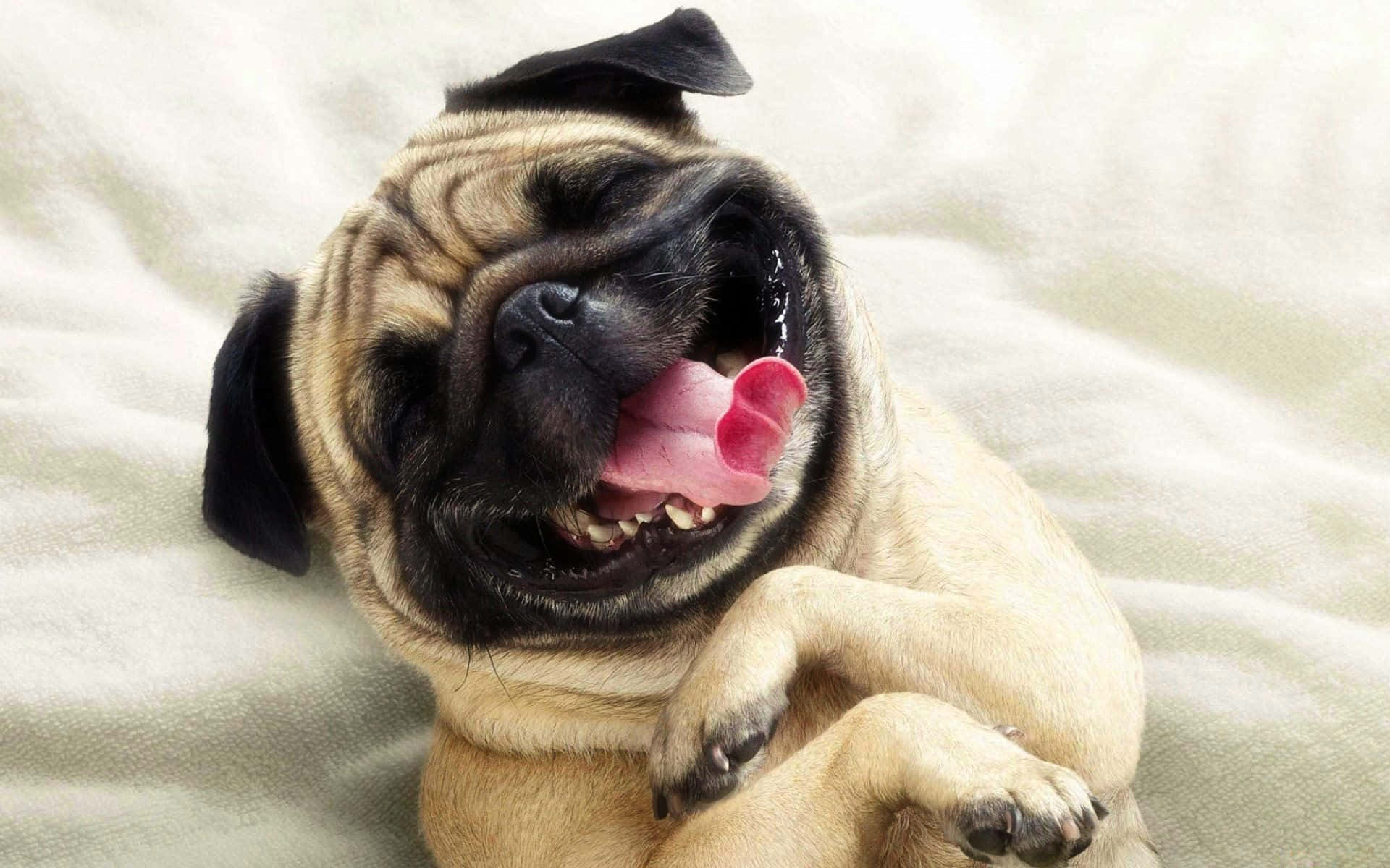 一隻巴哥犬吐著舌頭趴在床上 壁紙