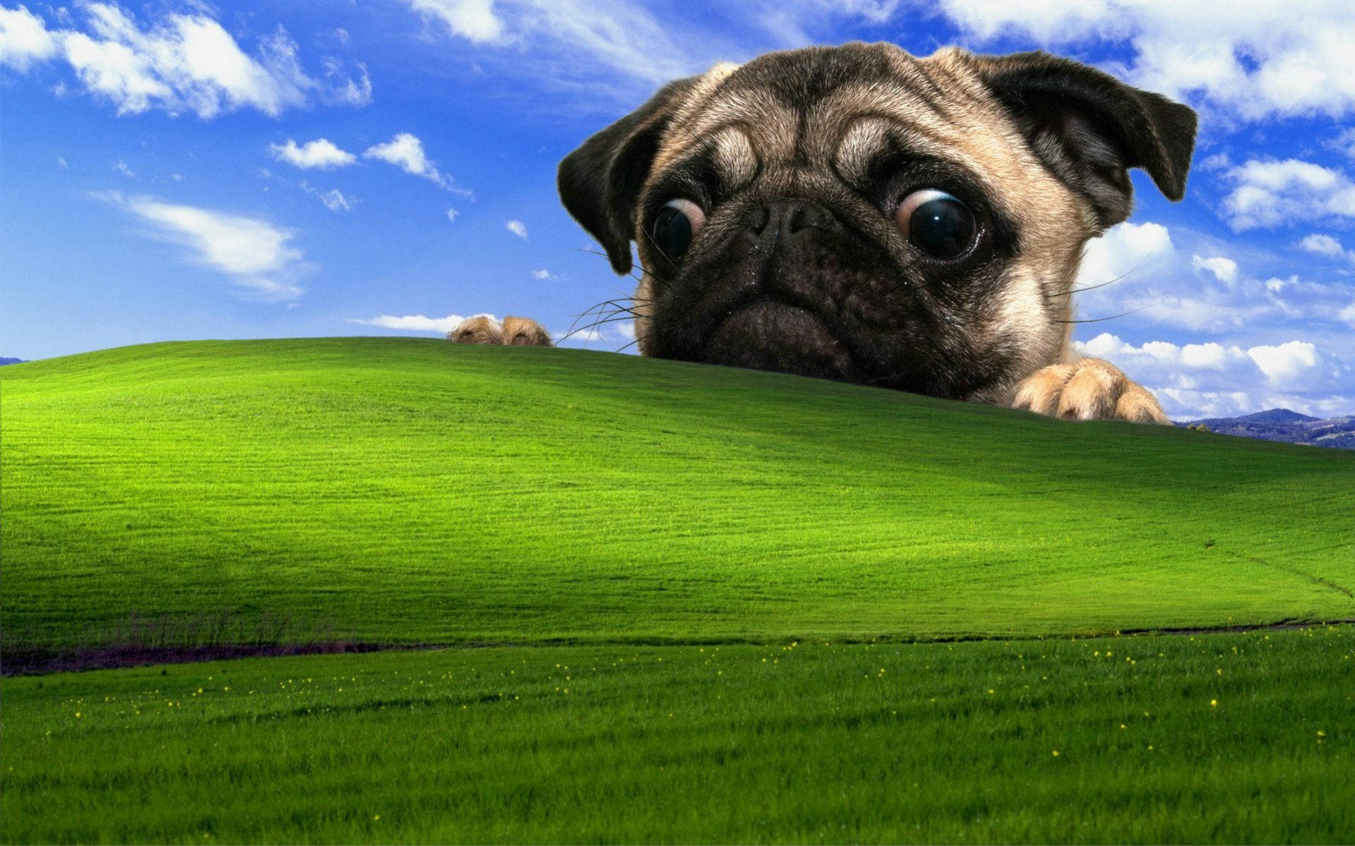 Xp 桌布 壁紙 — 一隻巴哥犬在一個充滿活力的綠色山丘上，在晴朗的藍天和 fluffy 白色雲朵下偷看。
