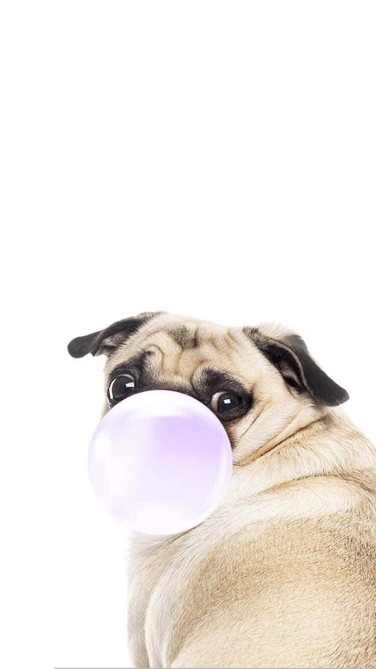 Pug Dog 桌布 壁紙 — 一隻巴哥犬在純白背景前吹出一個大的半透明泡泡糖泡泡。
