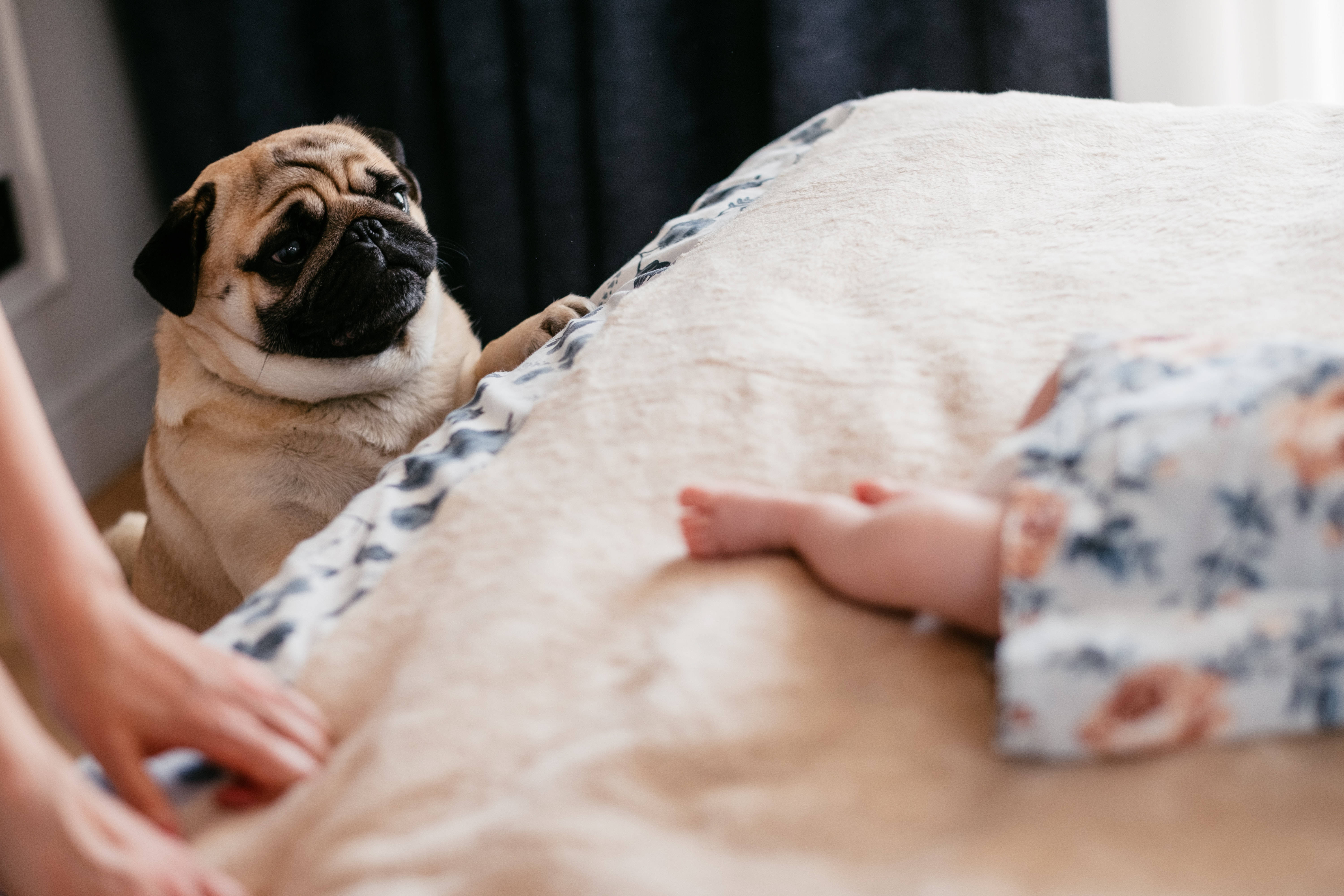 Newborn 桌布 壁紙 — 一隻巴哥犬坐在床邊，床上有一位穿著花卉睡衣的人正在休息，狗狗睜大眼睛向上看。