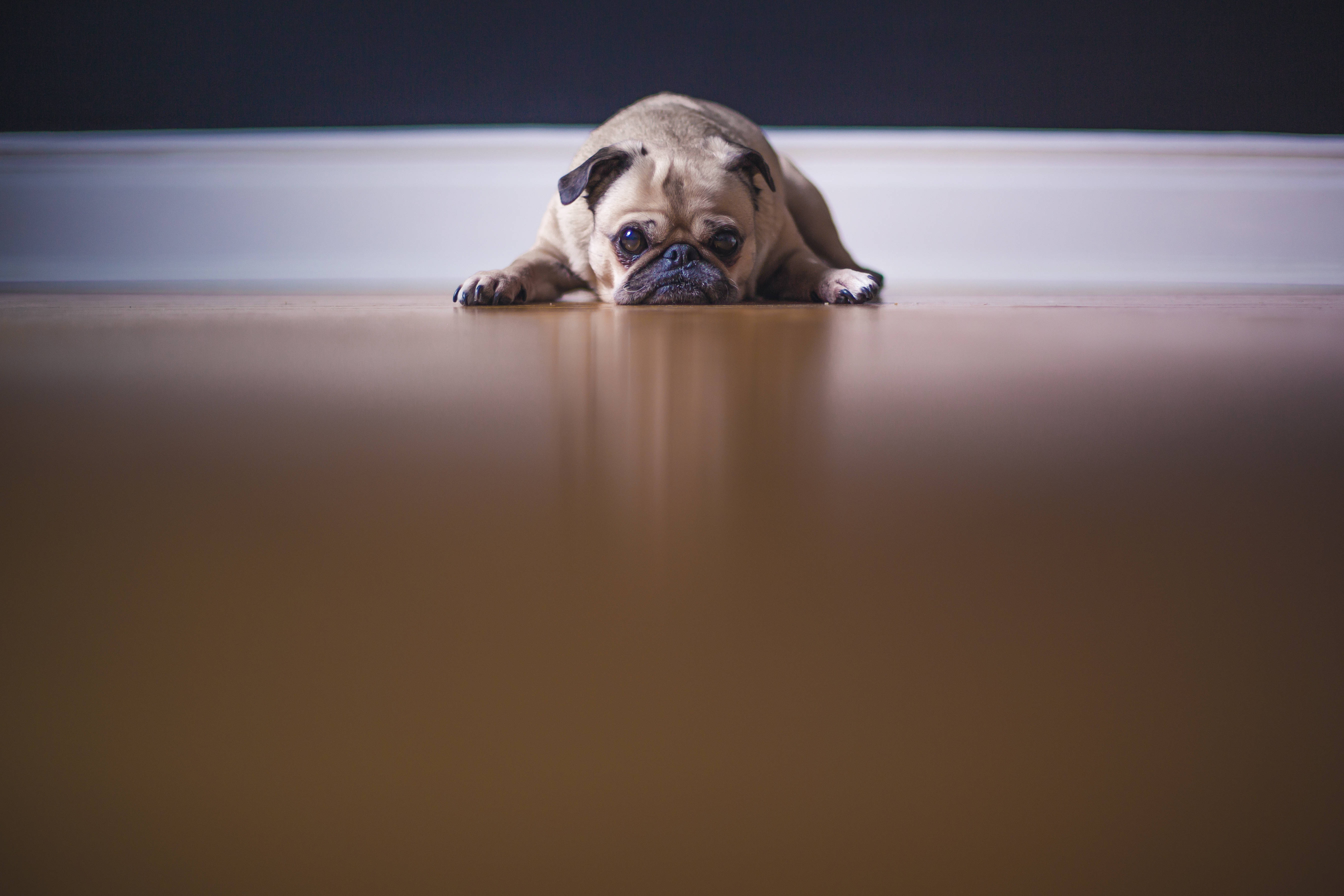 狗 桌布 壁紙 — 一隻巴哥犬將頭擱在拋光木地板上，對著深色牆壁，用充滿靈魂的大眼睛向上凝視。