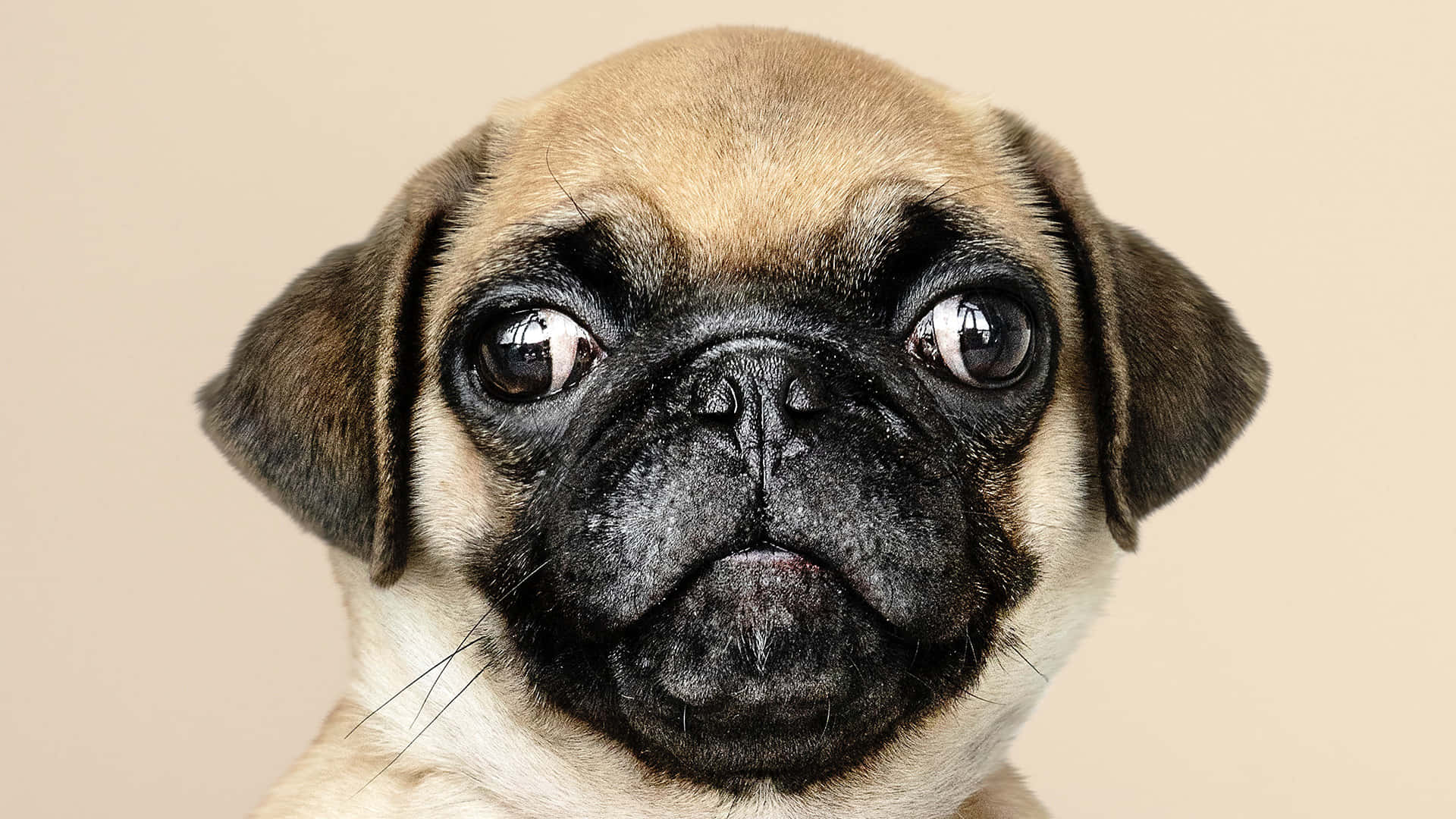 Pug 桌布 壁紙 — 一隻巴哥犬幼犬的特寫，有著又大又好奇的眼睛和皺紋黑色鼻子，背景是米色。