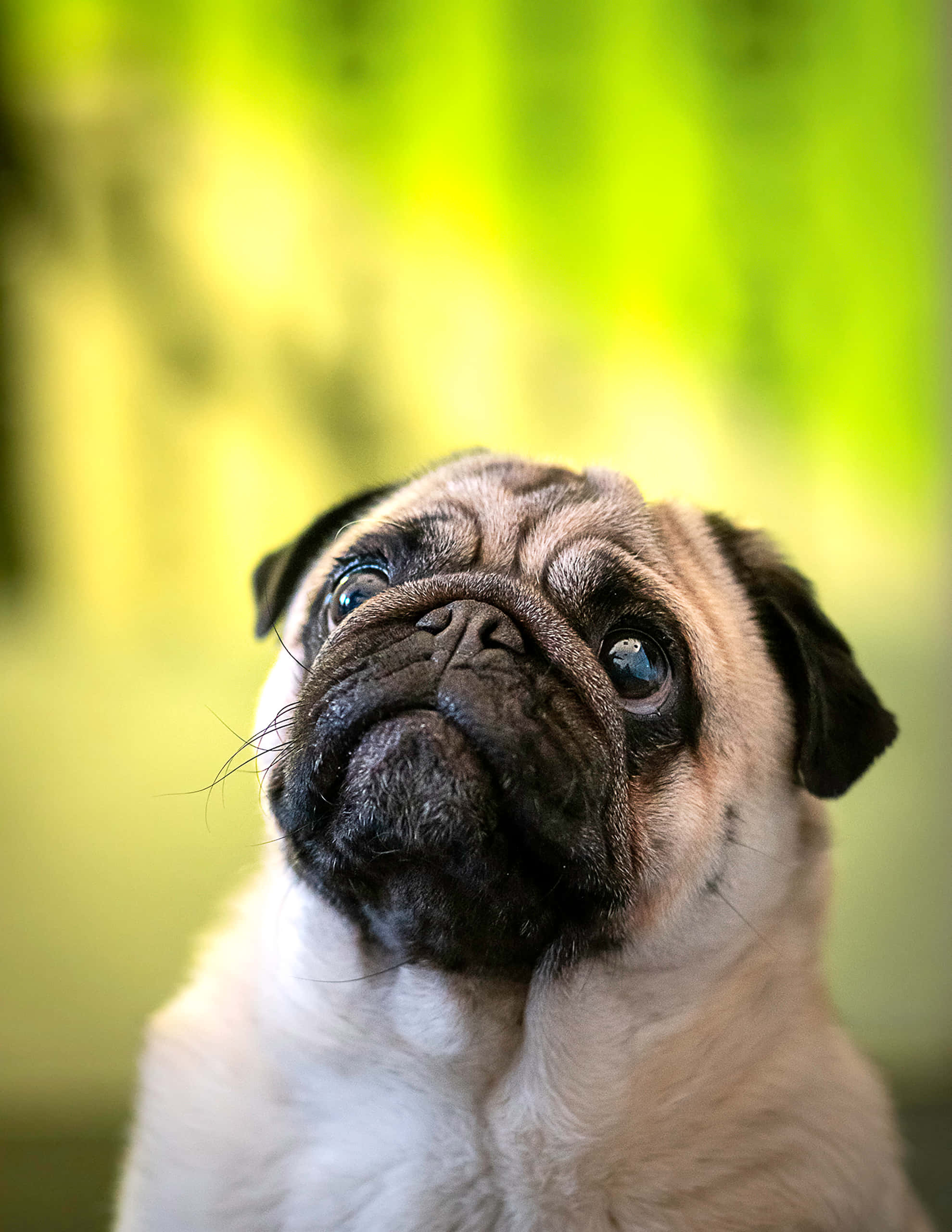 攝影 桌布 壁紙 — 一隻巴哥犬幼犬的特寫，有著大大的藍色眼睛向上看，背景是柔和的綠色模糊效果。