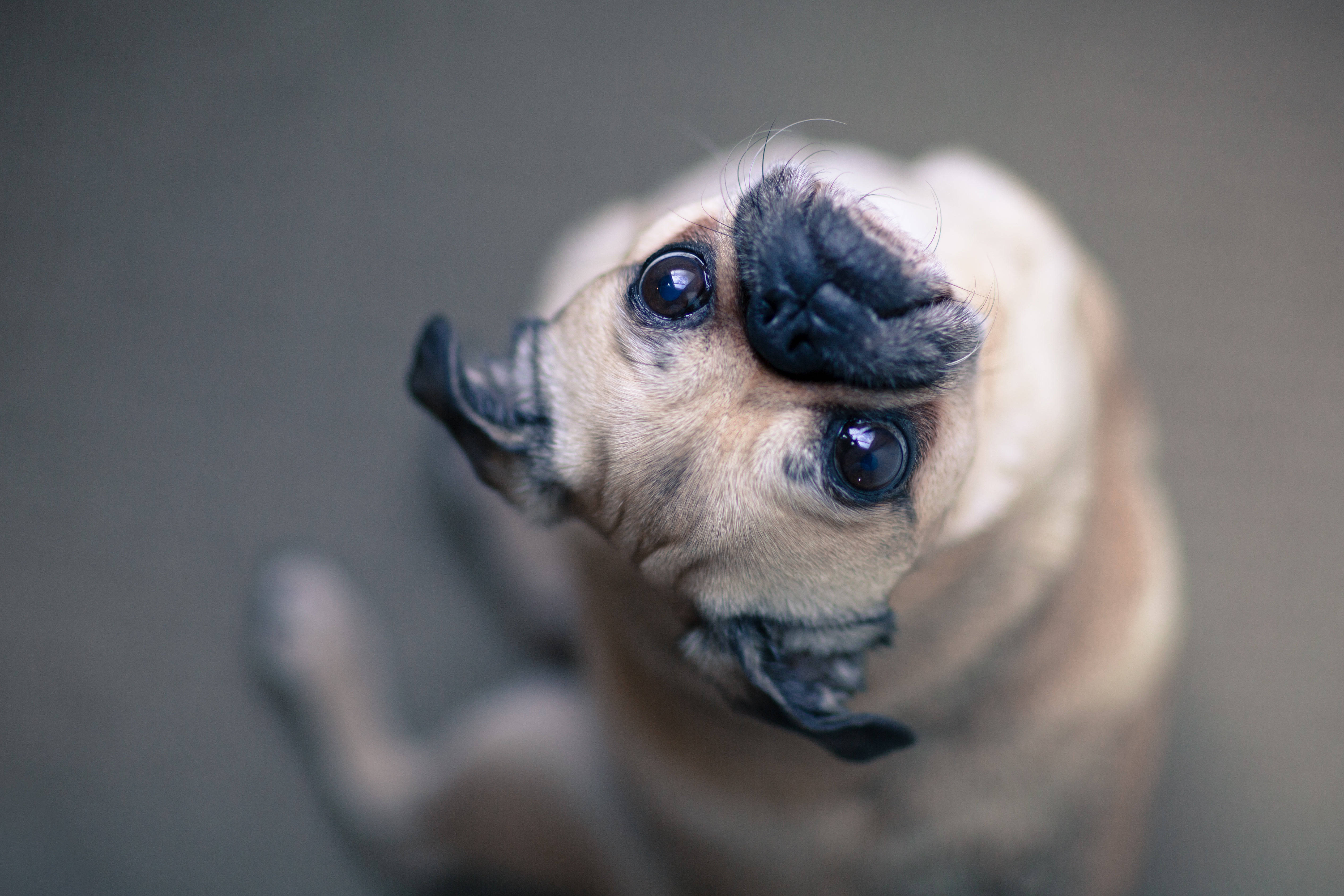 Confused 桌布 壁紙 — 一隻巴哥犬幼犬的特寫，牠抬起頭，睜著一雙充滿好奇的大眼睛，臉上帶著皺紋，背景是柔和的灰色。