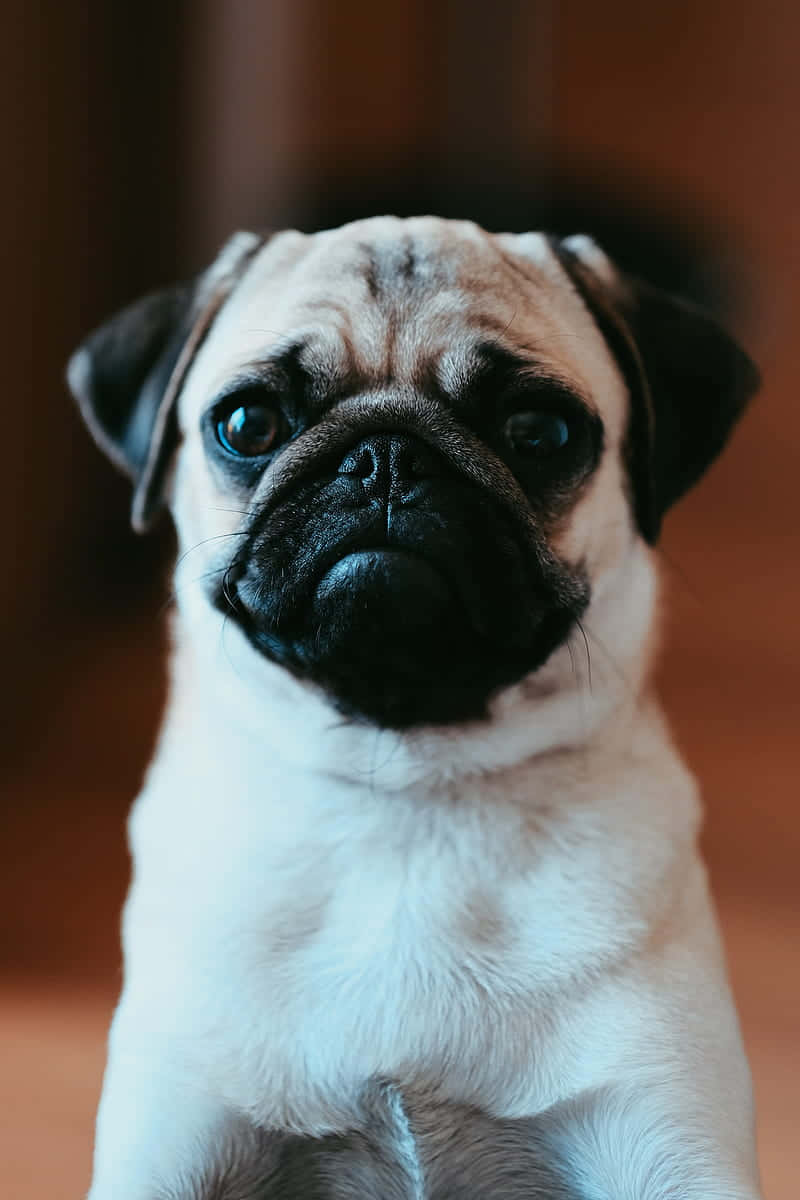 Pug Dog 桌布 壁紙 — 一隻巴哥犬幼犬的特寫，臉上佈滿皺紋，深邃的藍色眼睛直視鏡頭。