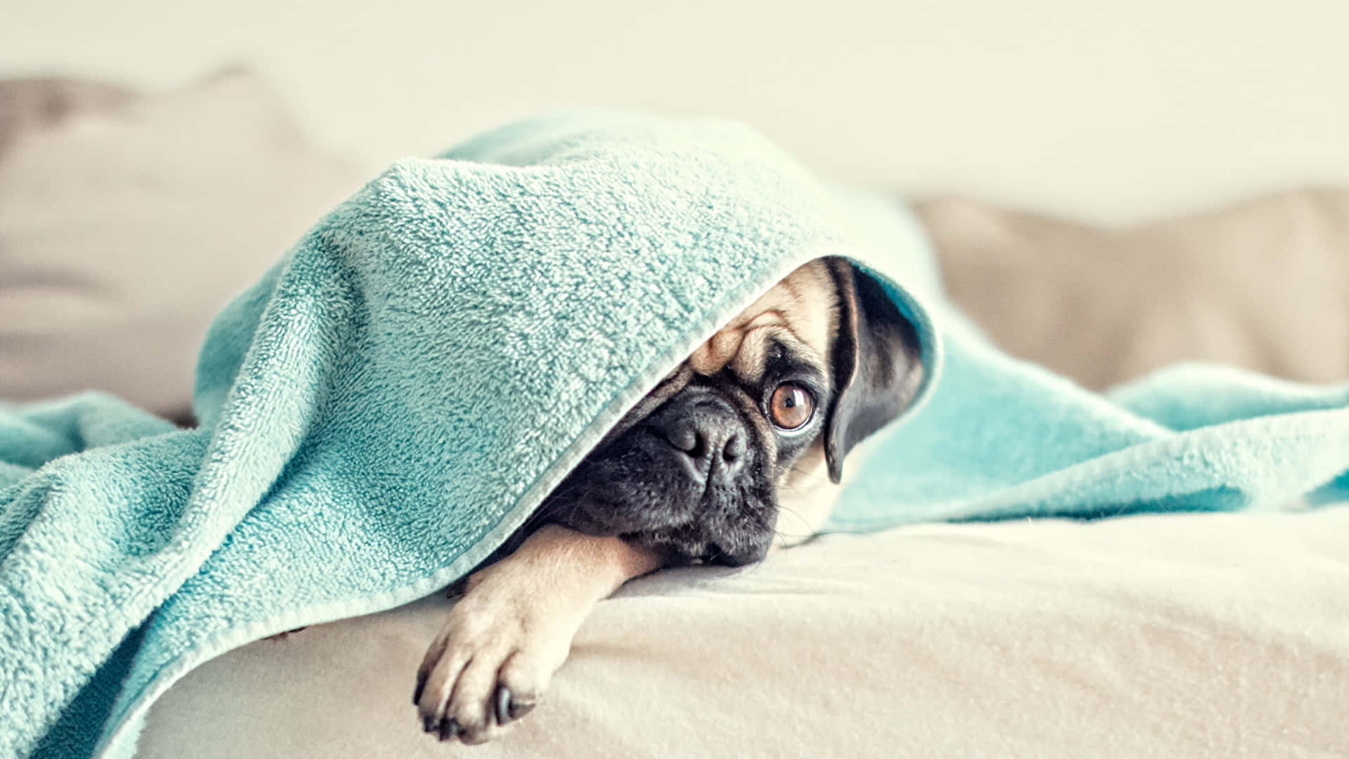 Pug 桌布 壁紙 — 一隻巴哥犬從柔軟的藍綠色毛巾下探出頭來，在床上帶著舒適、睡意朦朧的表情。