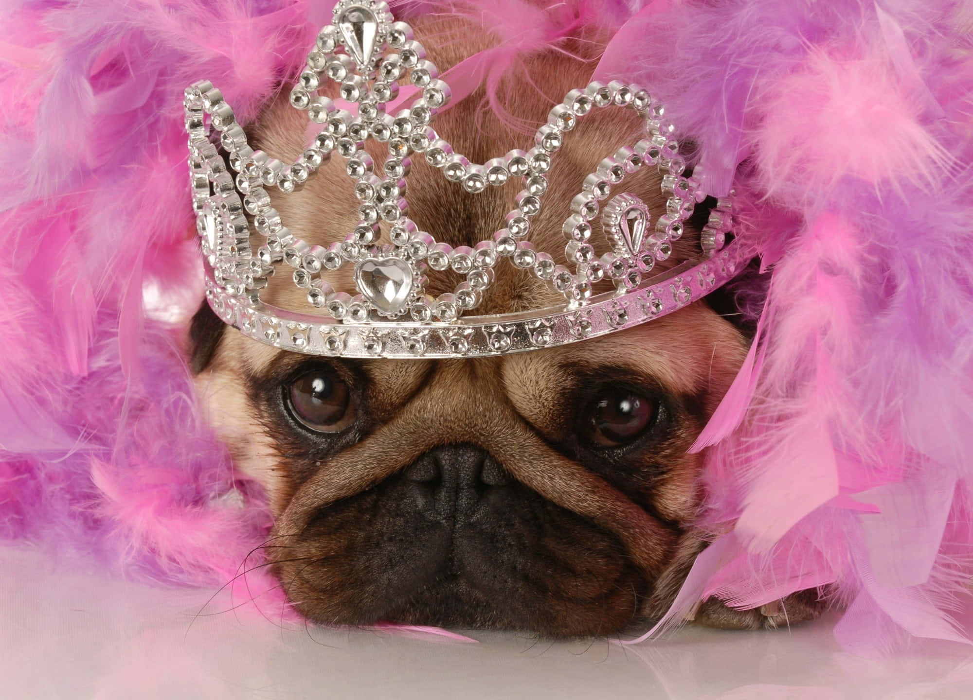 Princess Crown 桌布 壁紙 — 一隻巴哥犬戴著閃閃發光的銀色頭飾和蓬鬆的粉紅色羽毛圍巾，背景是柔和的白色。