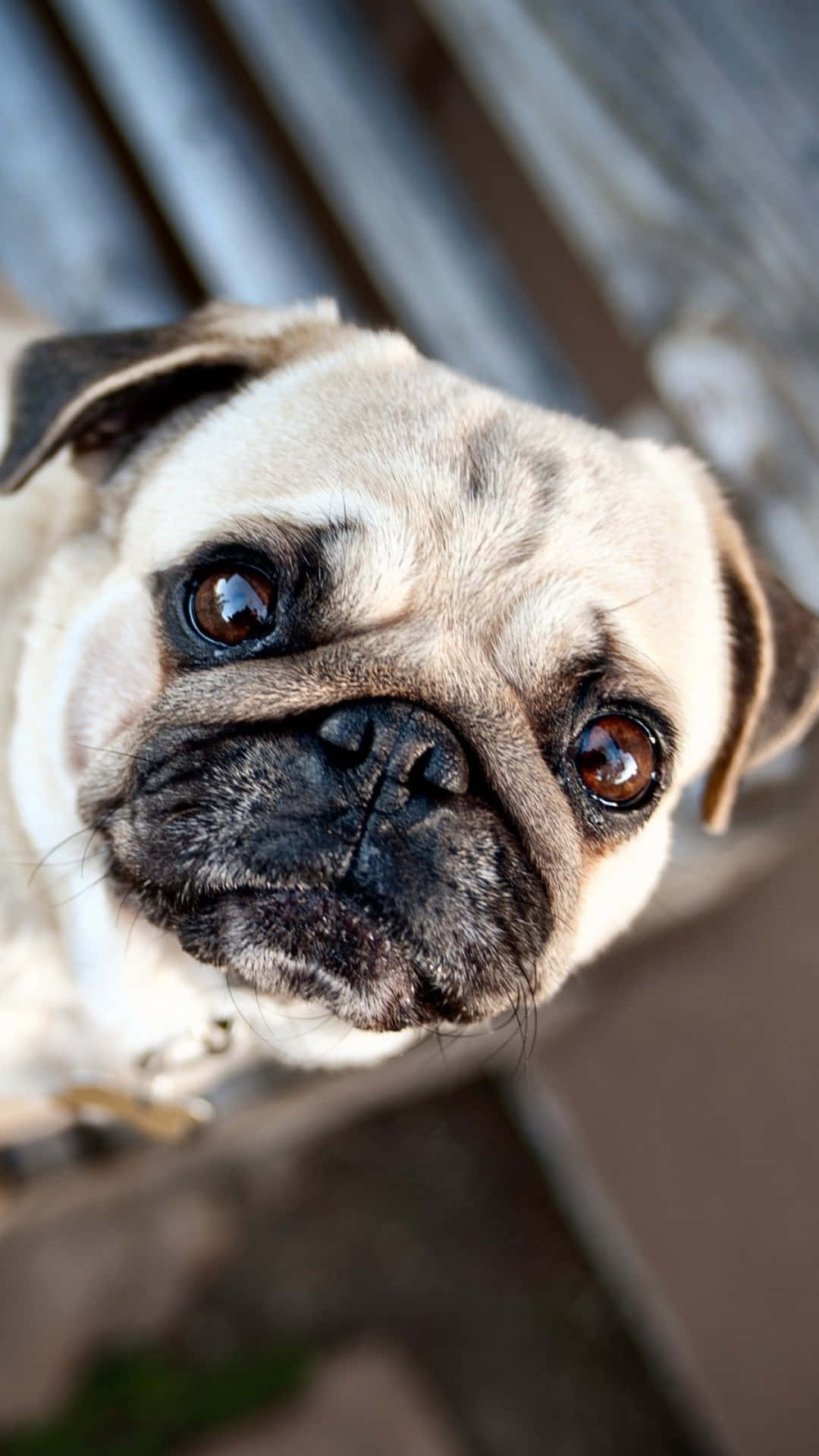 一隻巴哥犬正在看著鏡頭 壁紙