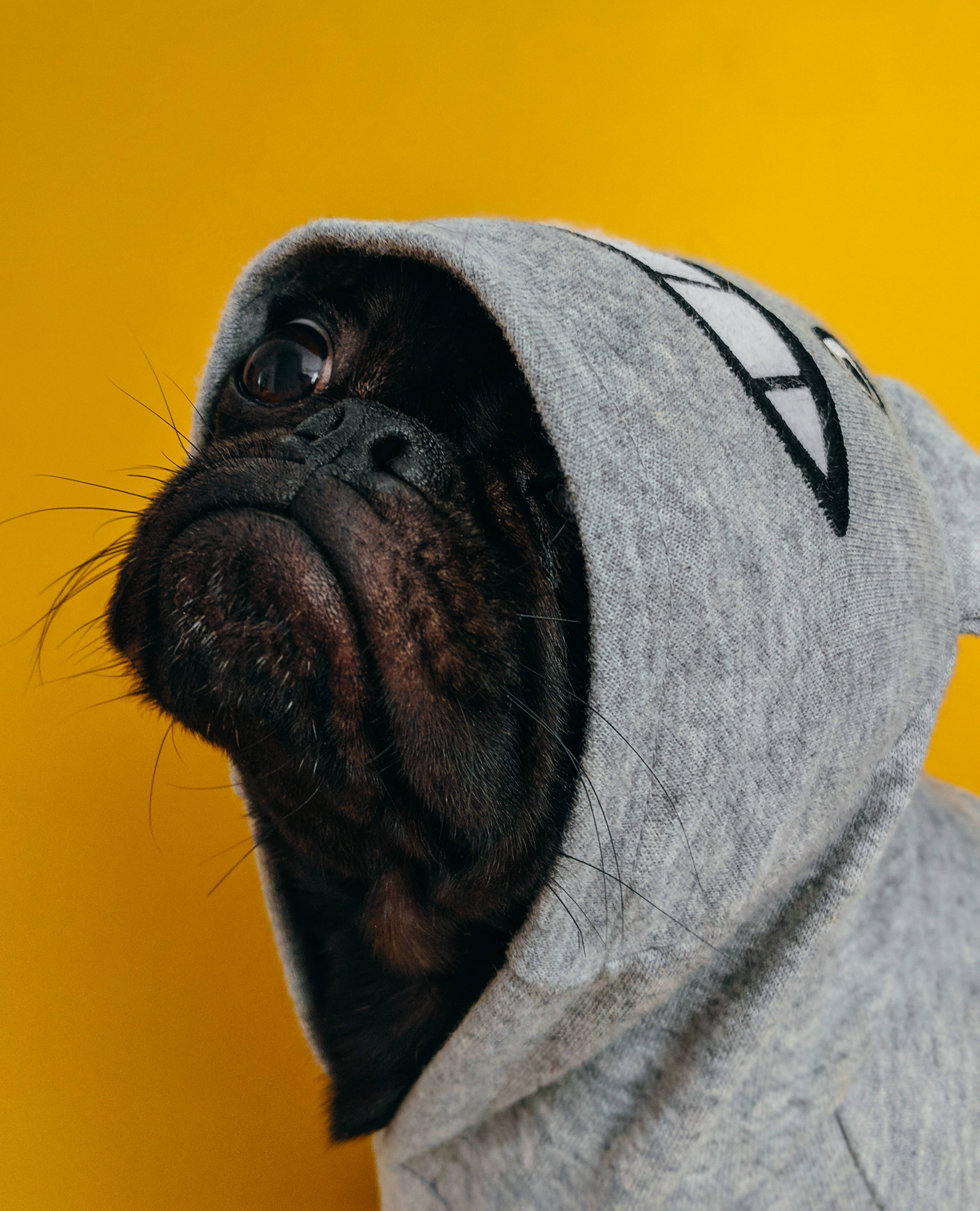 龍貓 桌布 壁紙 — 一隻巴哥犬的近距離特寫，穿著灰色連帽衫，帽子上有白色圖案，背景是鮮豔的黃色。