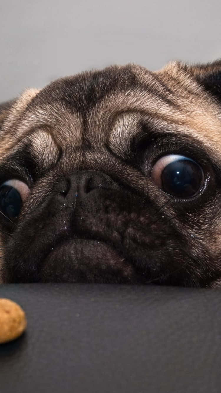 Pug 桌布 壁紙 — 一隻巴哥犬皺巴巴的臉部特寫，巨大而充滿靈魂的眼睛在黑暗表面附近越過零食凝視。