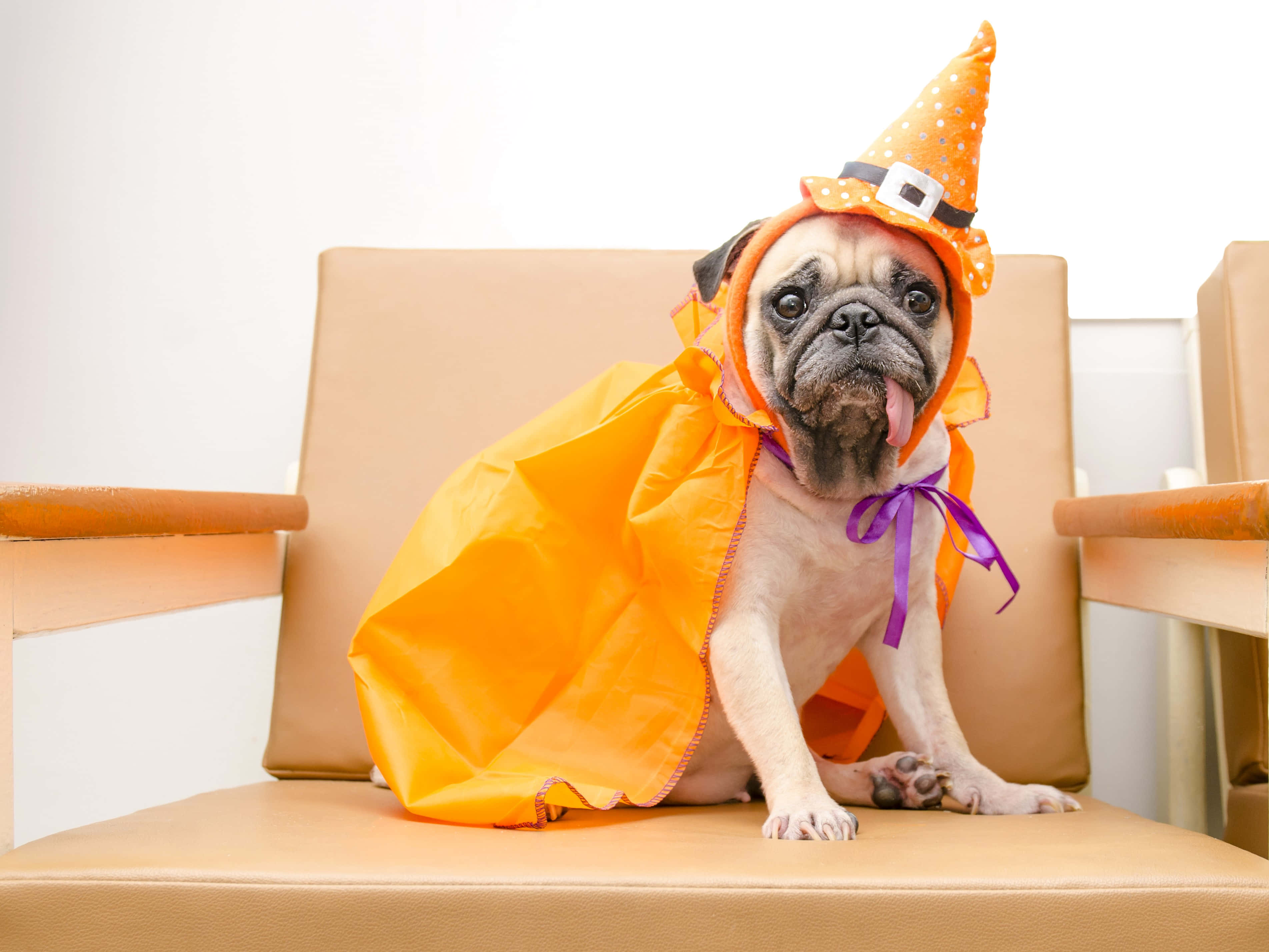 Halloween Pet Costumes 桌布 壁紙 — 一隻巴哥犬穿著橙色女巫服裝，戴著圓點帽子，坐在米色椅子上，伸出舌頭，看起來很頑皮。
