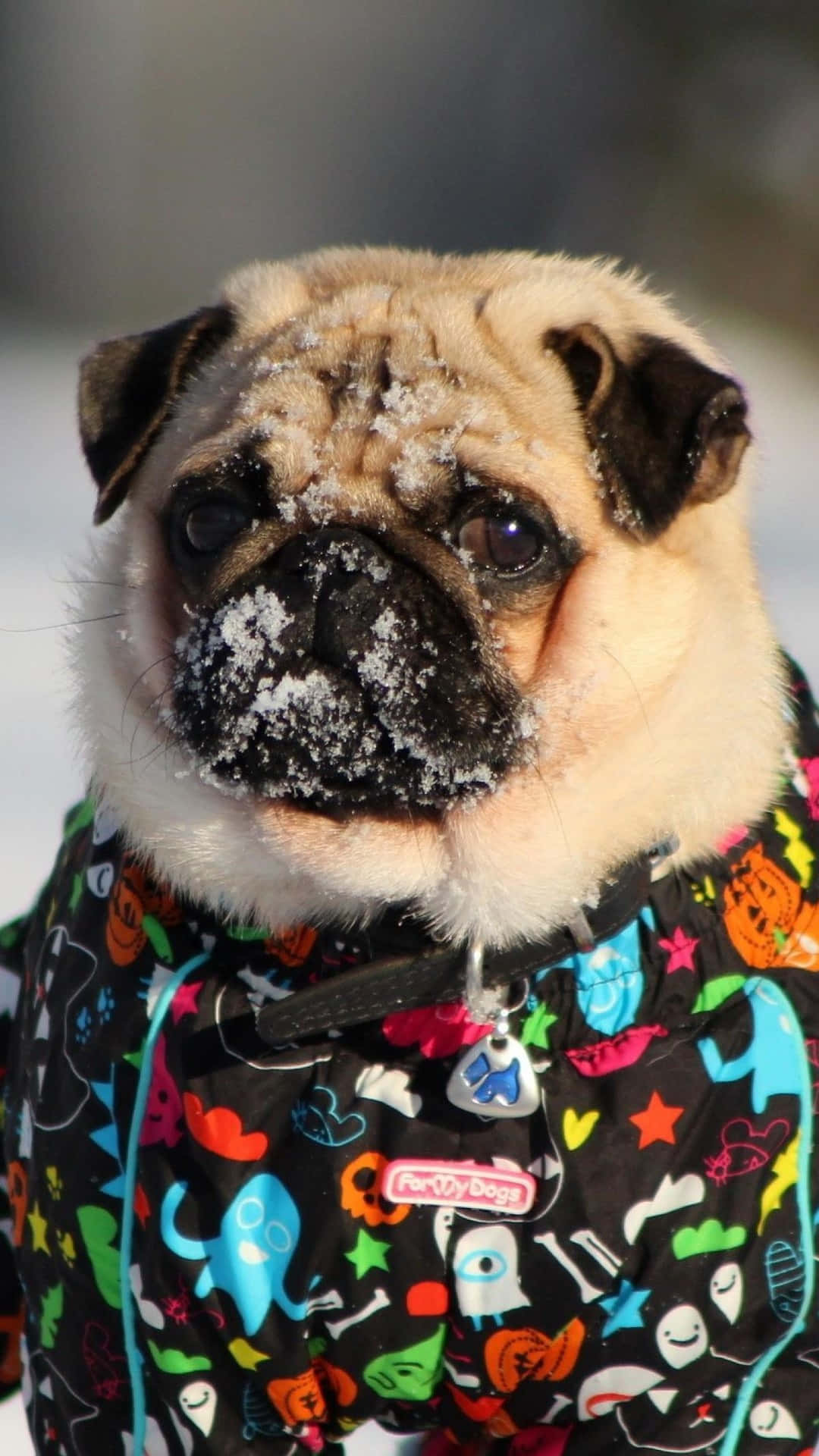 Pug 桌布 壁紙 — 一隻巴哥犬穿著色彩繽紛的萬聖節主題外套，站在雪地中，臉上沾有雪花。
