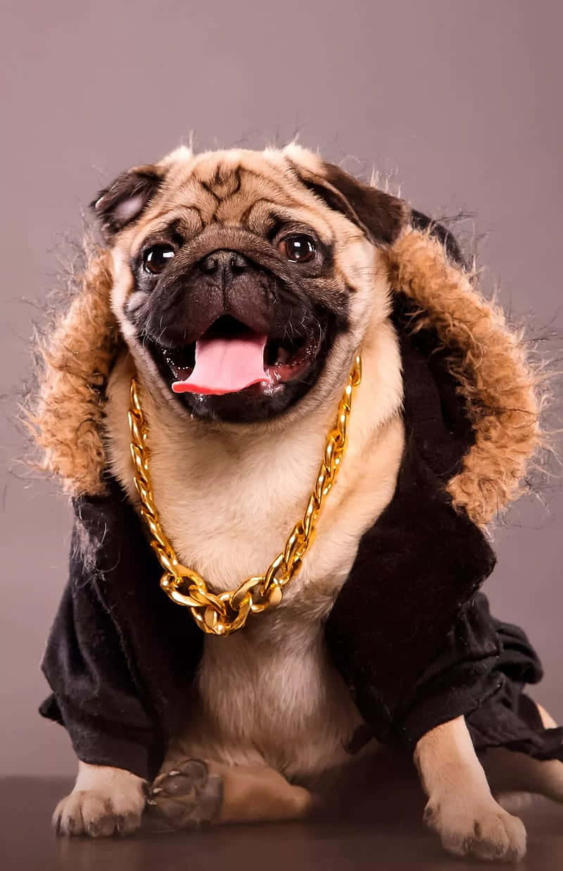 Pug 桌布 壁紙 — 一隻巴哥犬穿著黑色毛絨連帽外套和一條粗金鏈項鍊，在純灰色背景前開心地伸出舌頭坐著。