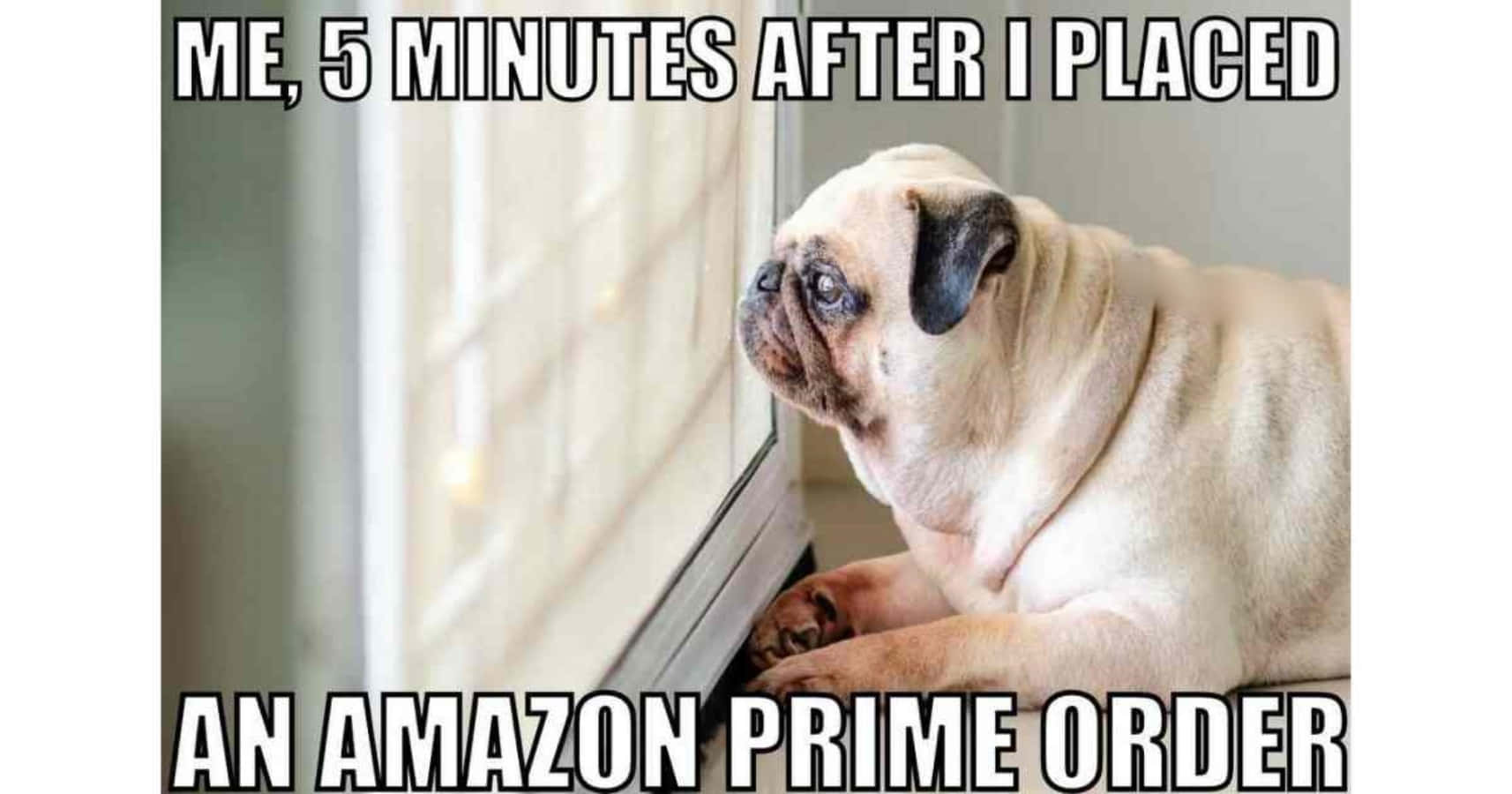 Memes Pics Funny 桌布 壁紙 — 一隻巴哥犬耐心地坐在窗邊，帶著期待的表情向外望，文字寫著「ME 5 MINUTES AFTER I PLACED AN AMAZON PRIME ORDER」。