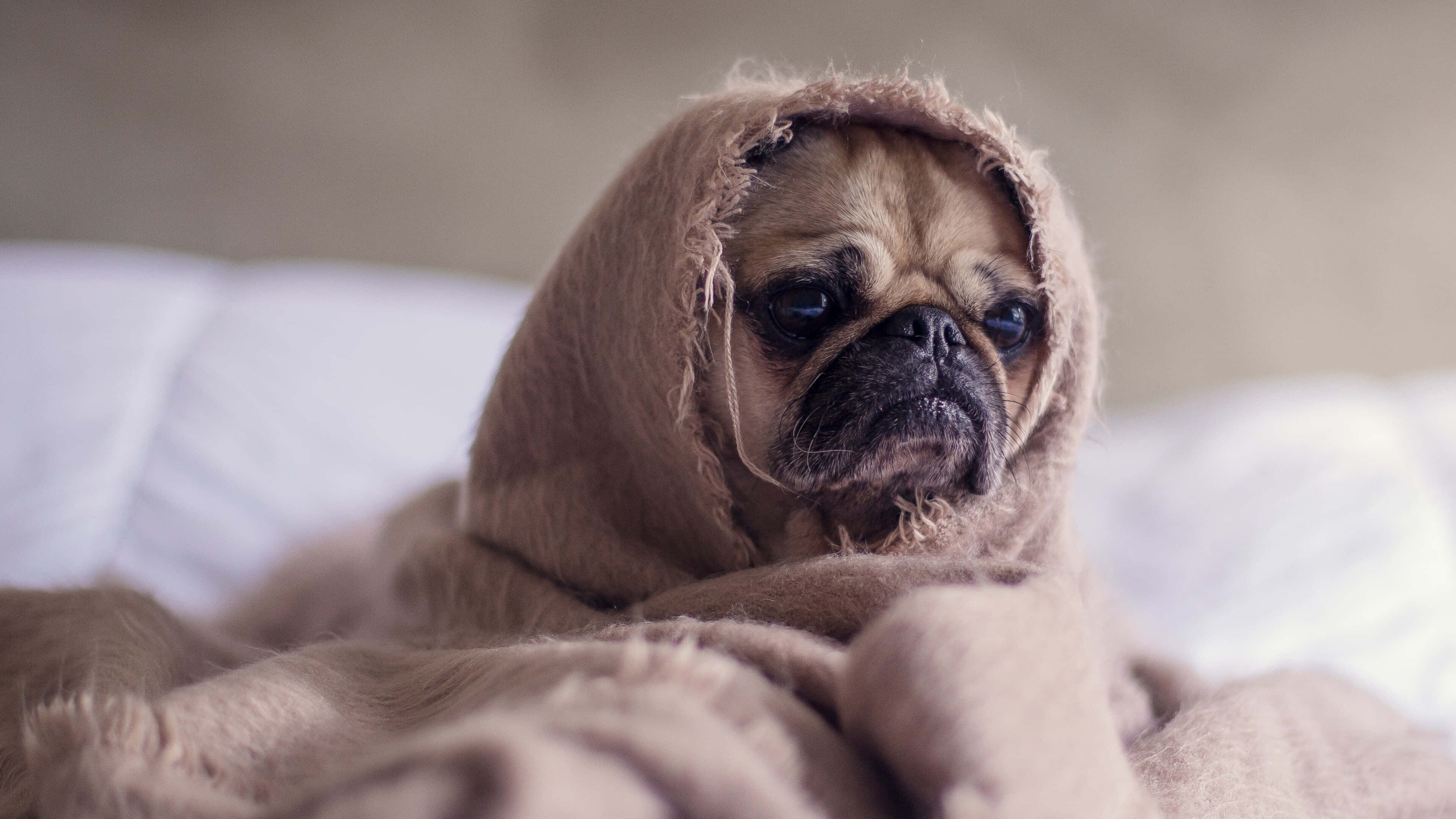 狗 桌布 壁紙 — 一隻巴哥犬裹在舒適的棕色毯子裡，在床上用大大的悲傷眼睛直視鏡頭。